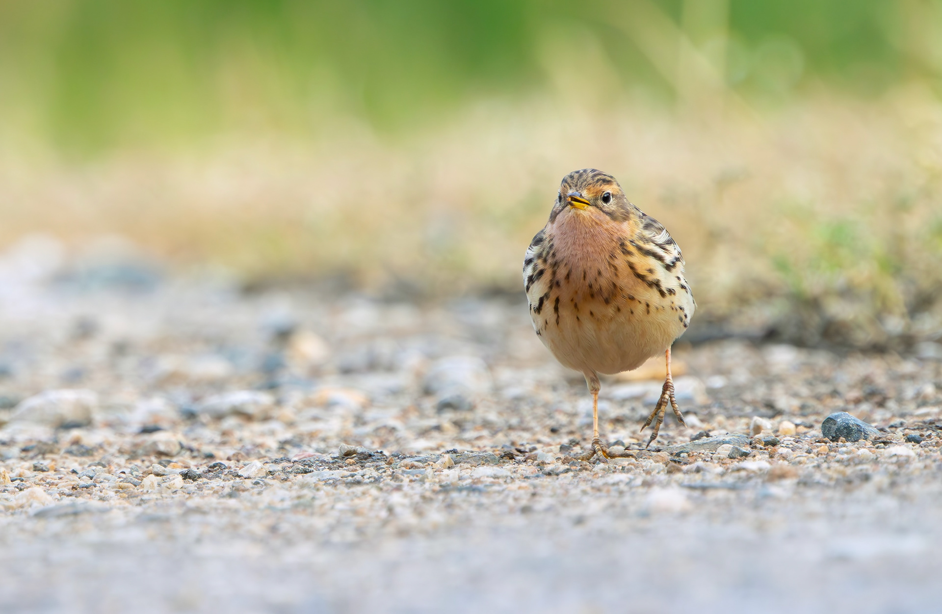 Red-throated Pipit