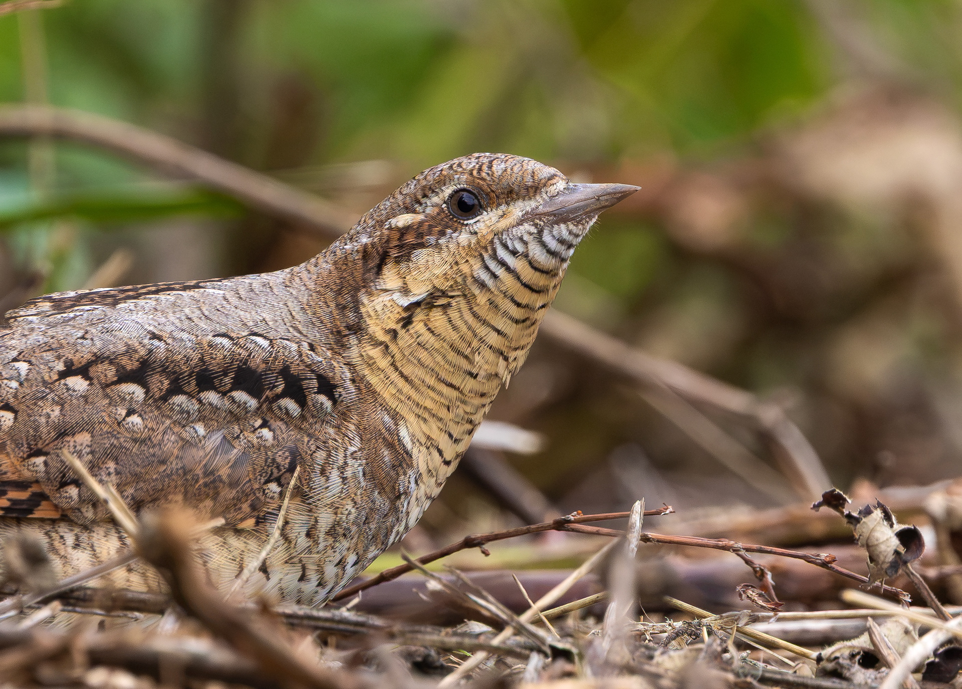 Wryneck, Freiston Shore RSPB, Lincolnshire