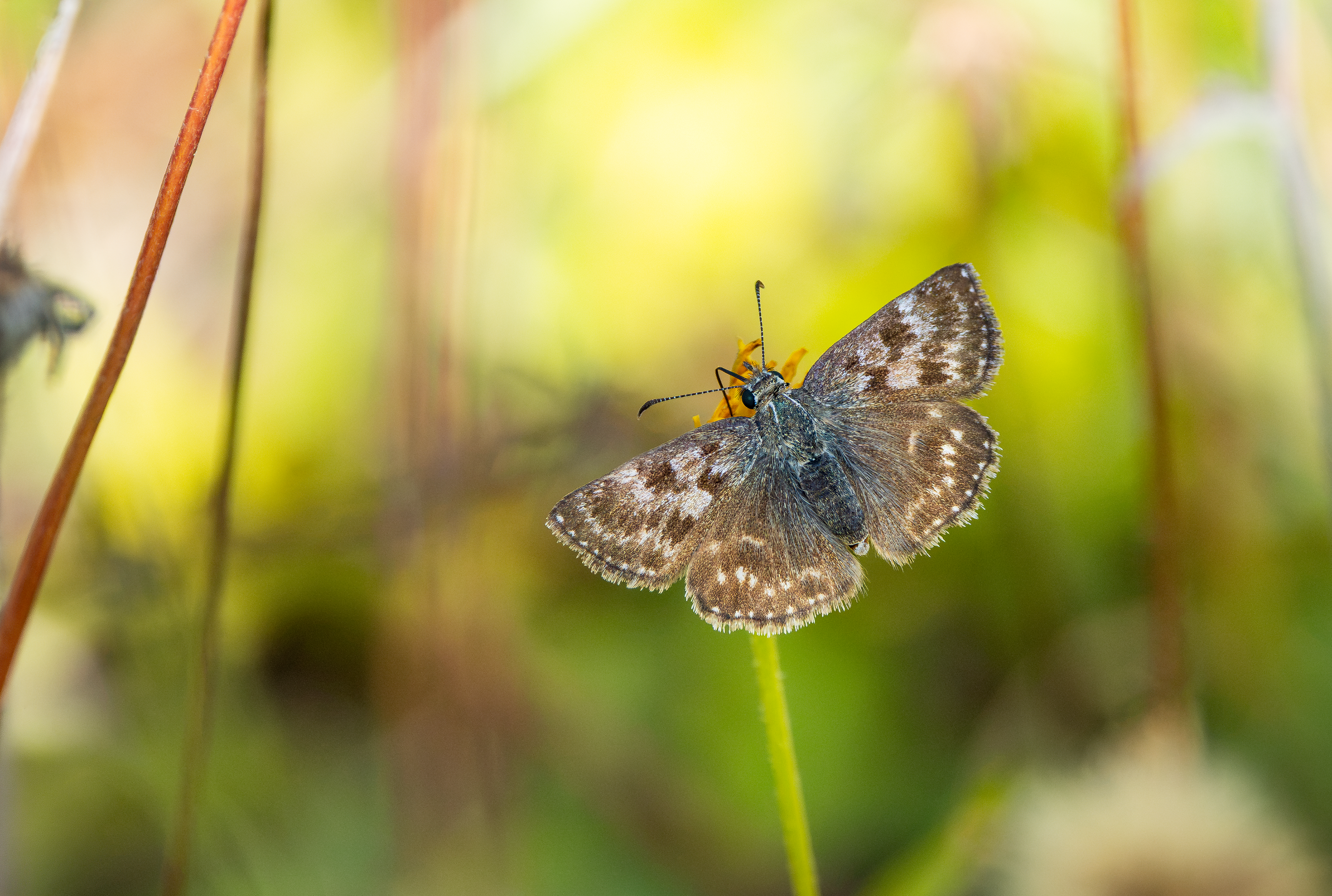 Dingy Skipper, Pitstone Quarry, Buckinghamshire
