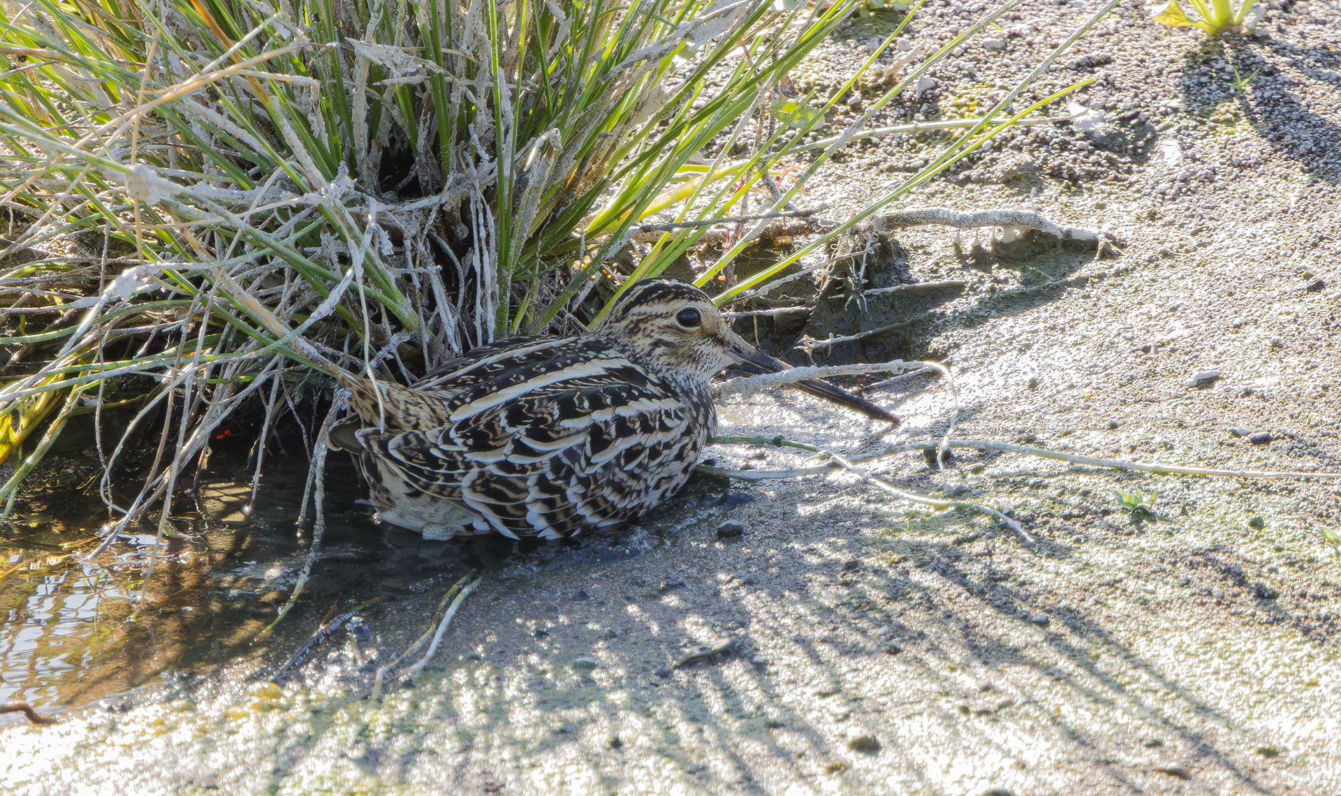Great Snipe