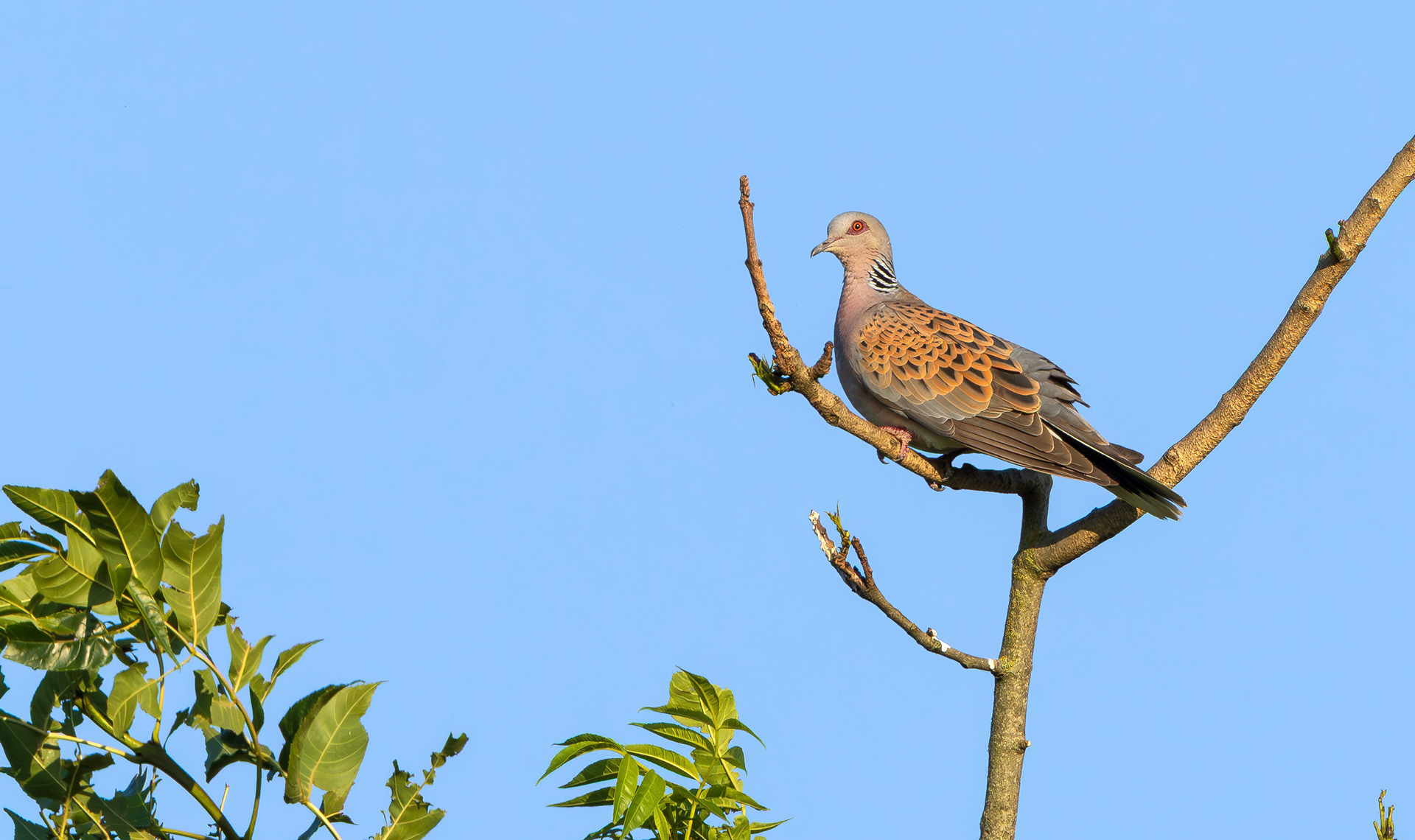 European Turtle Dove, Bedfordshire