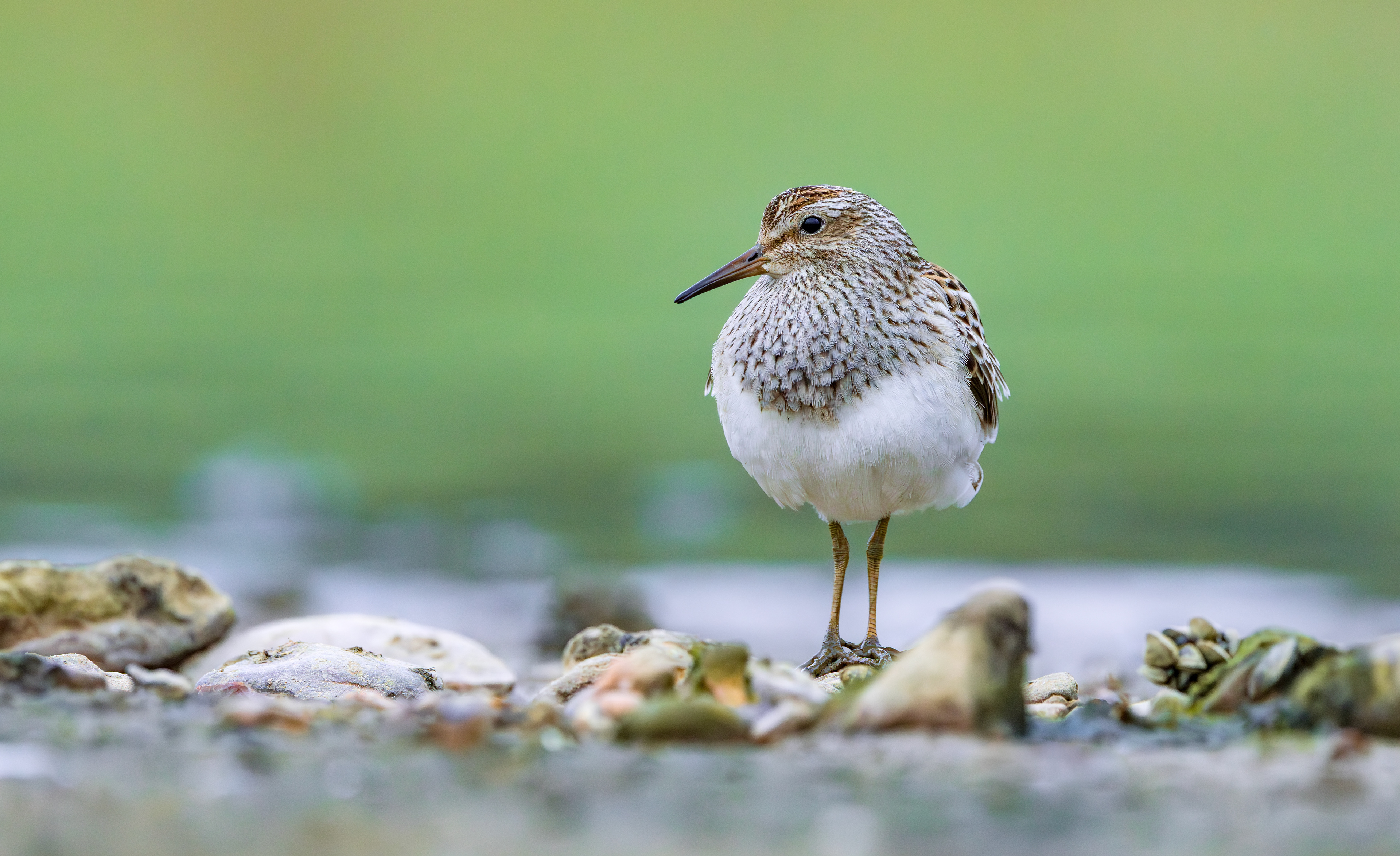 Pectoral Sandpiper, Hollowell Reservoir, Northamptonshire