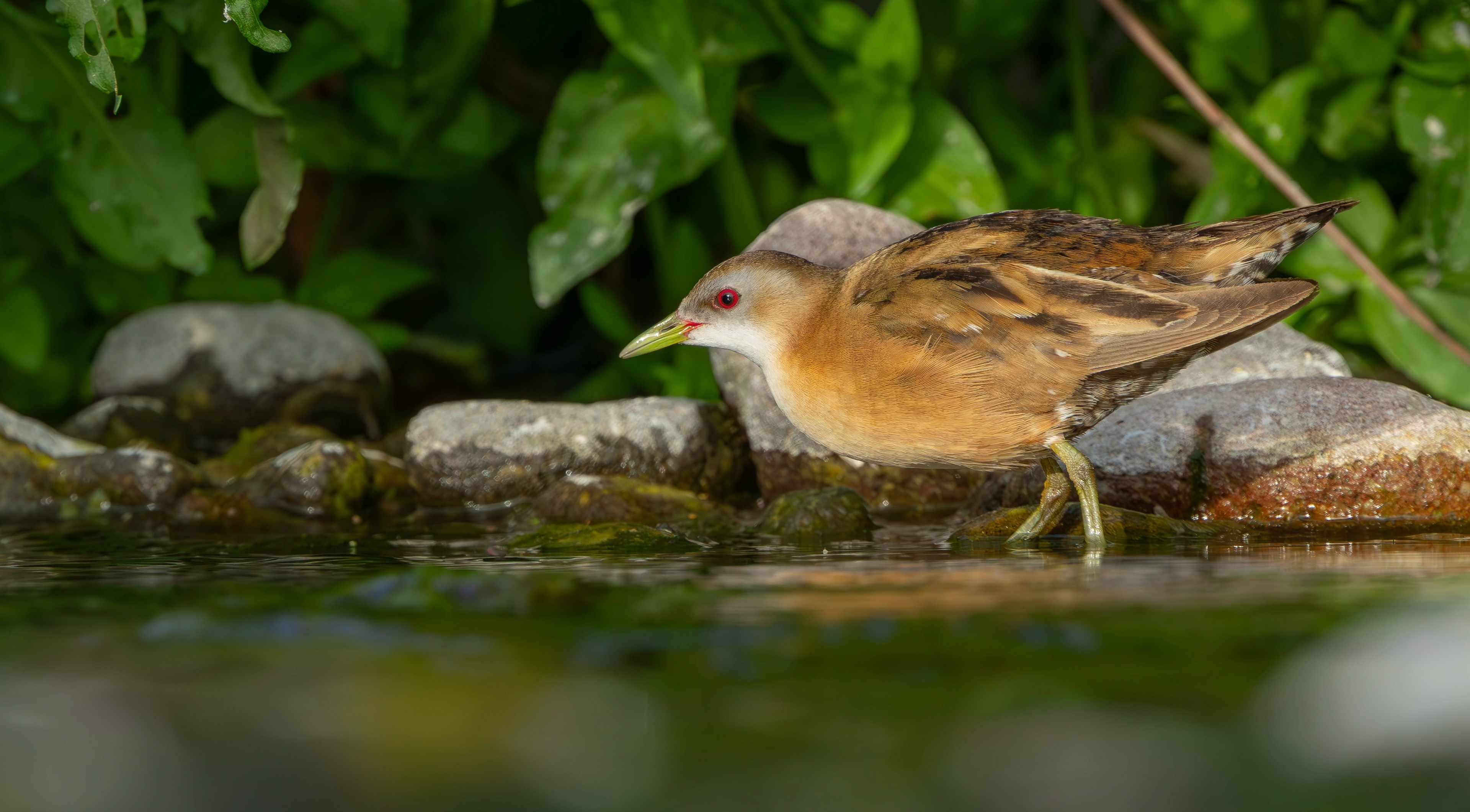 Little Crake
