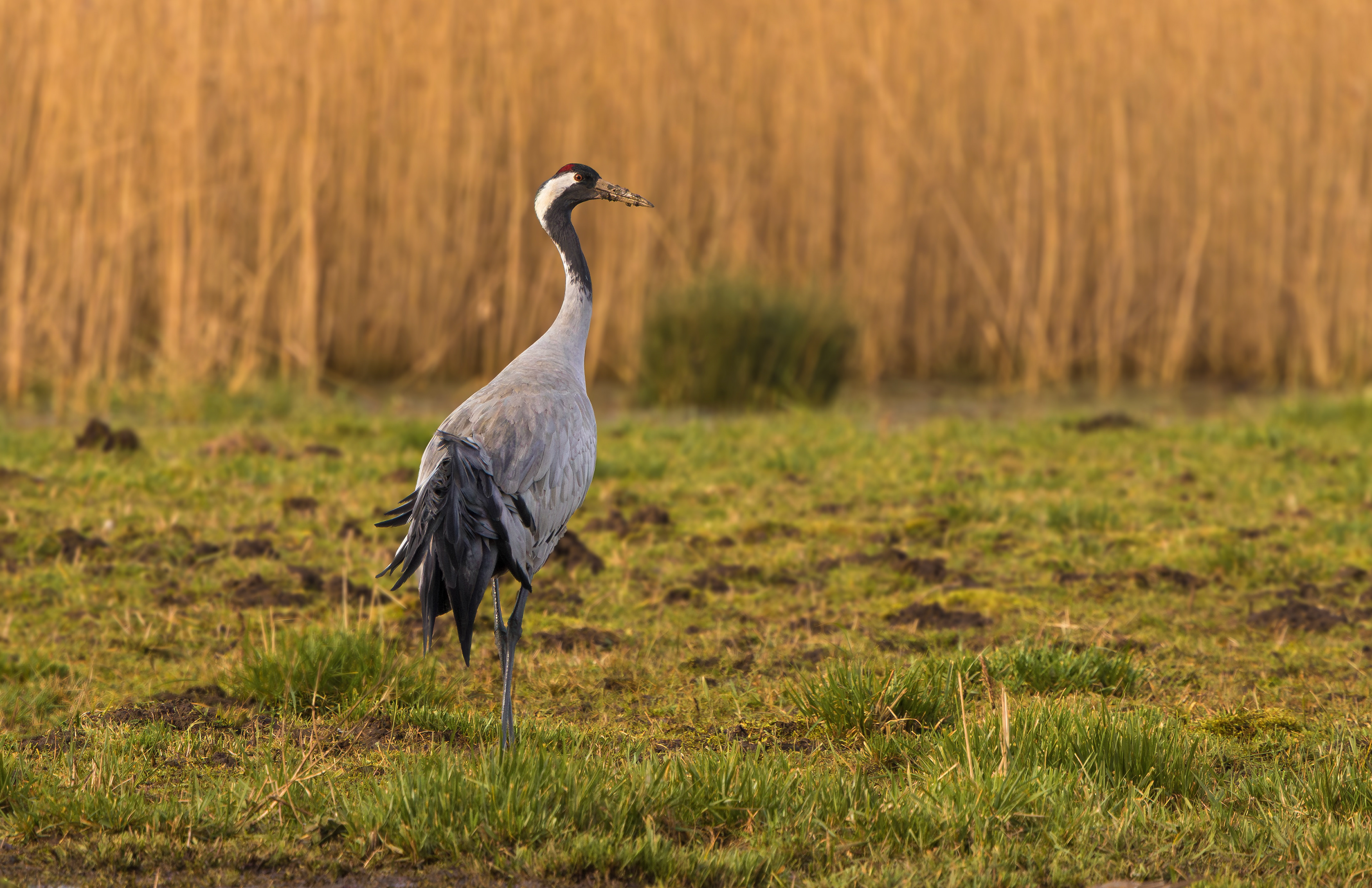 Common Crane, Willow Tree Fen LWT, Lincolnshire