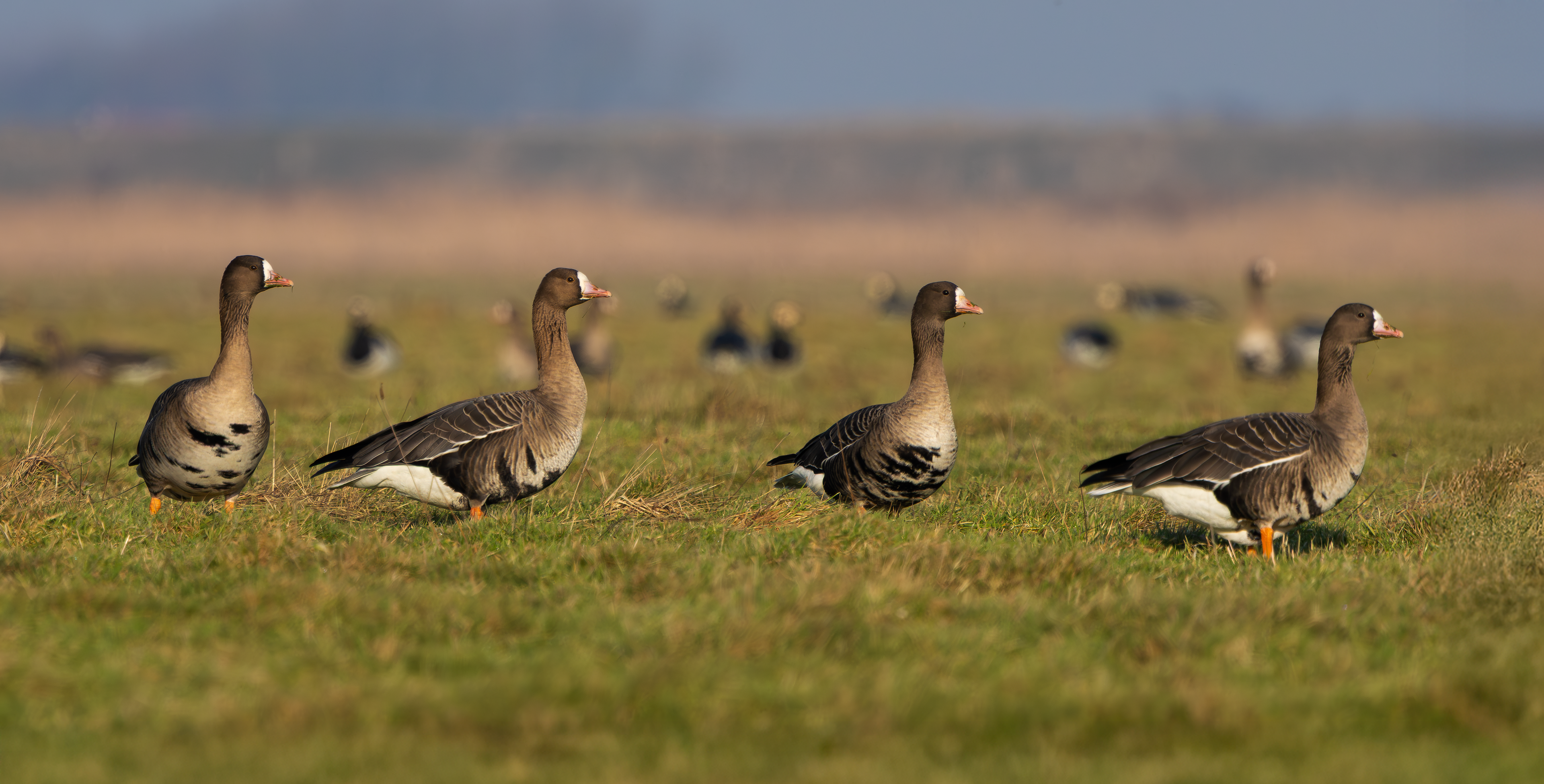 Russian White-fronted Geese, Texel