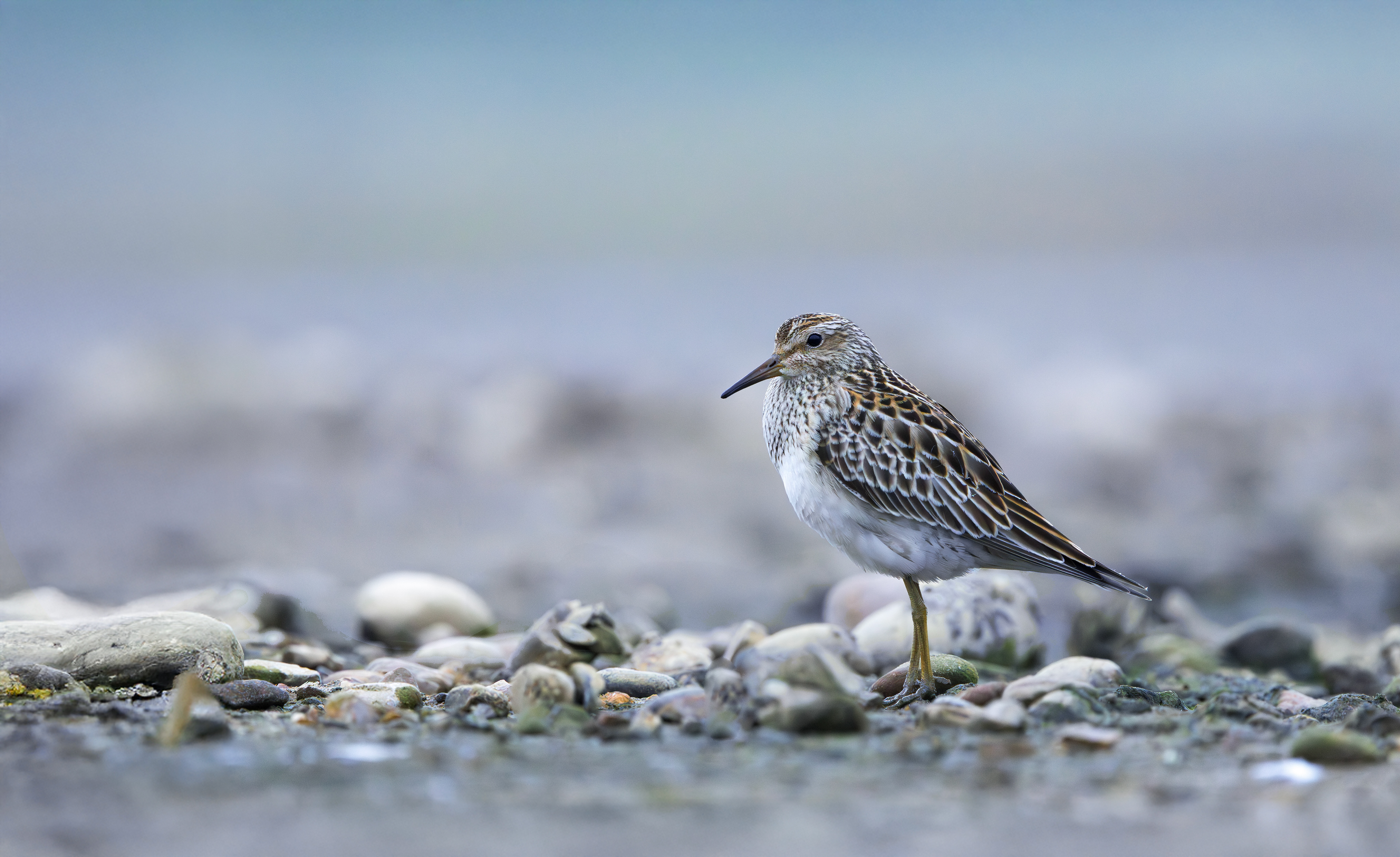 Pectoral Sandpiper, Hollowell Reservoir, Northamptonshire