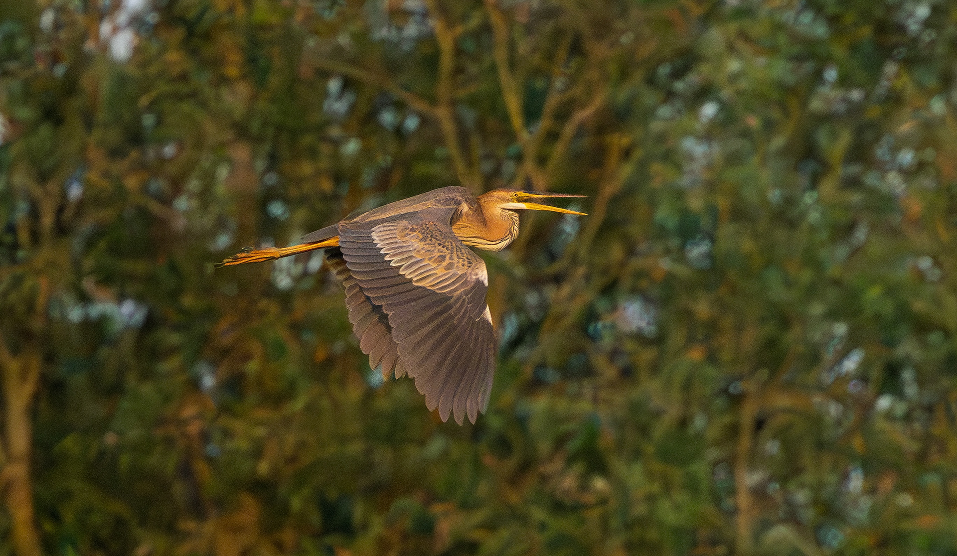 Purple Heron, Holme Pierrepont, Nottinghamshire