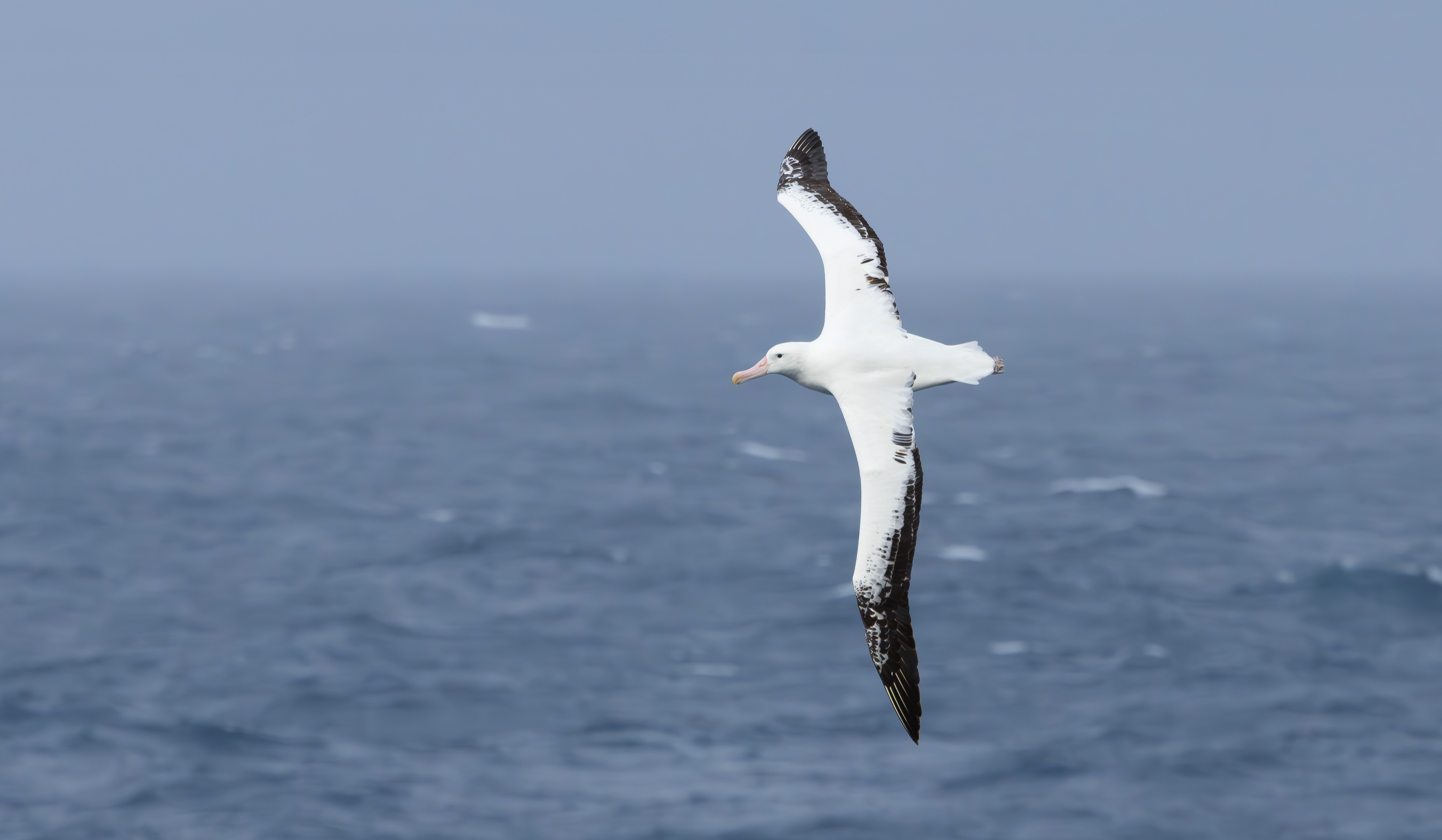 Sooty Albatross, Marion Island