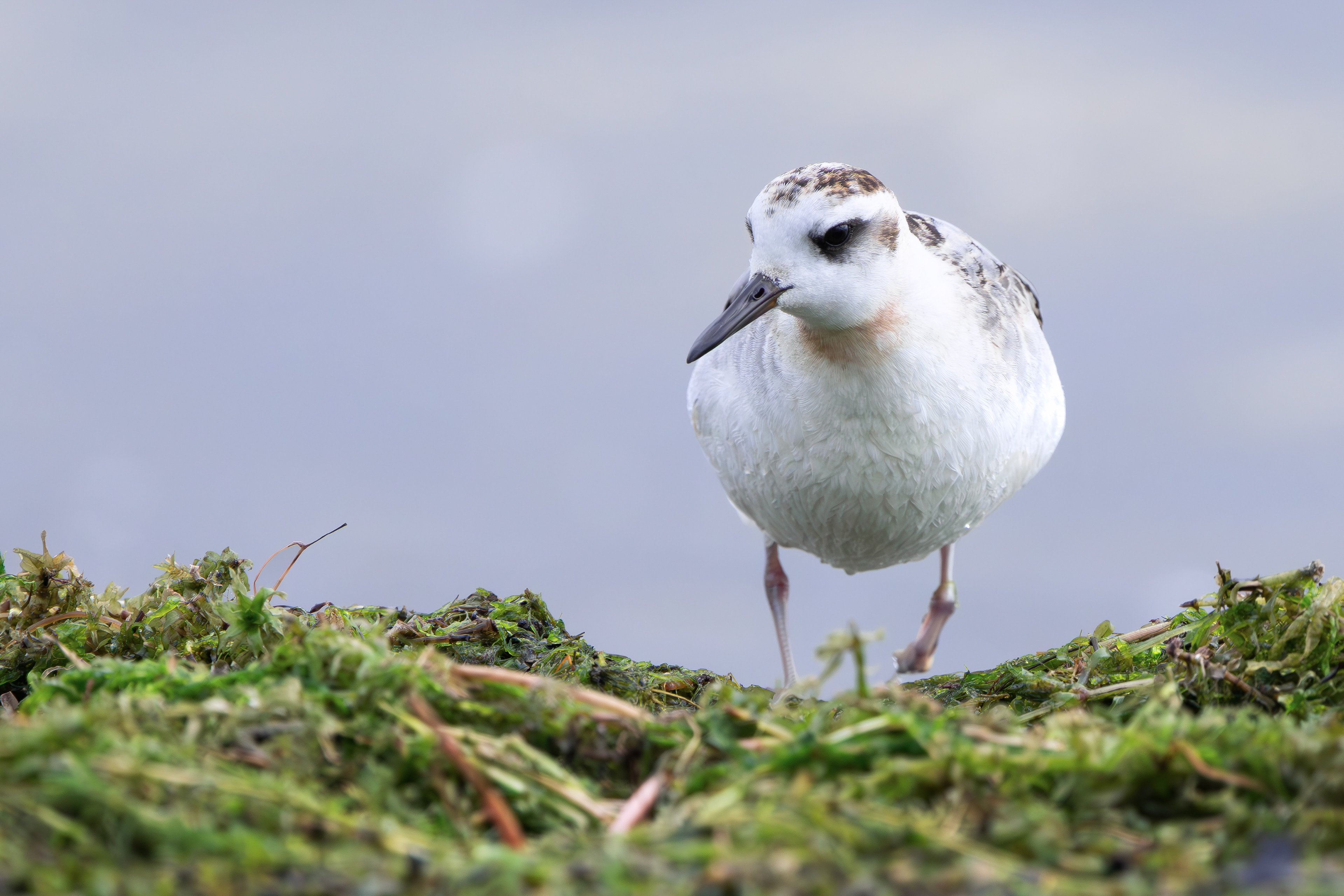 Grey Phalarope, Rutland Water, Leicestershire & Rutland