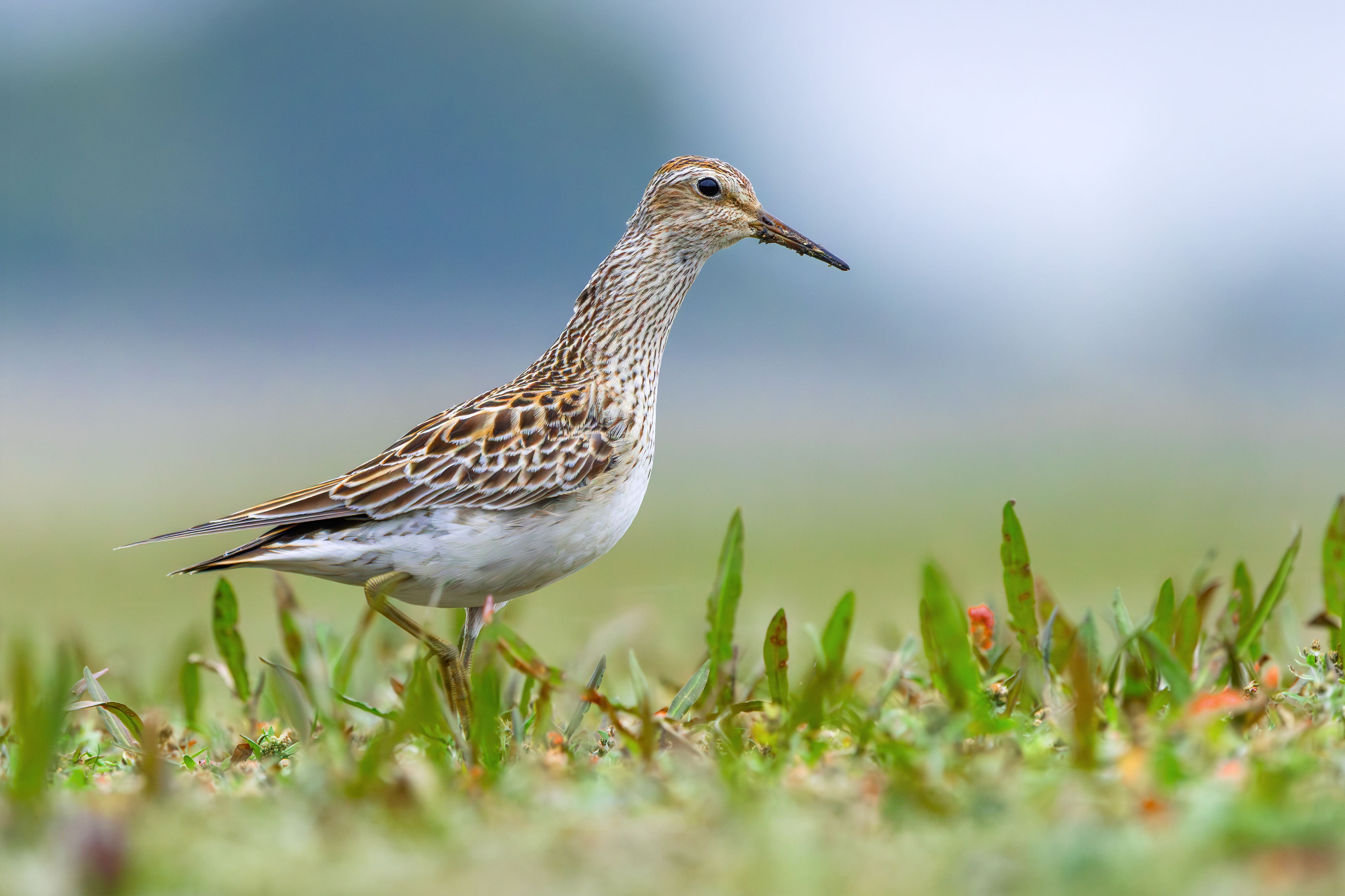 Pectoral Sandpiper, Hollowell Reservoir, Northamptonshire