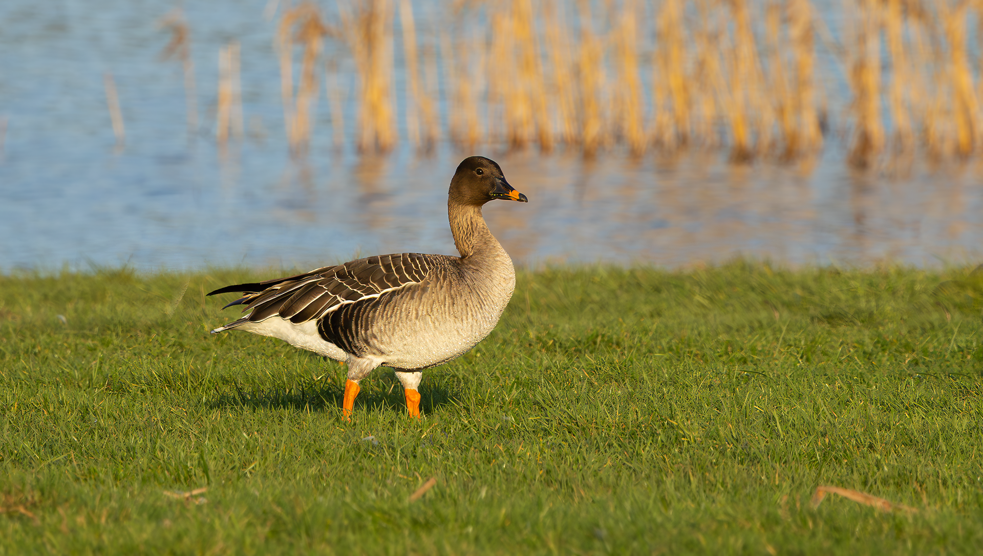 Tundra Bean Goose, Girton Pits, Nottinghamshire