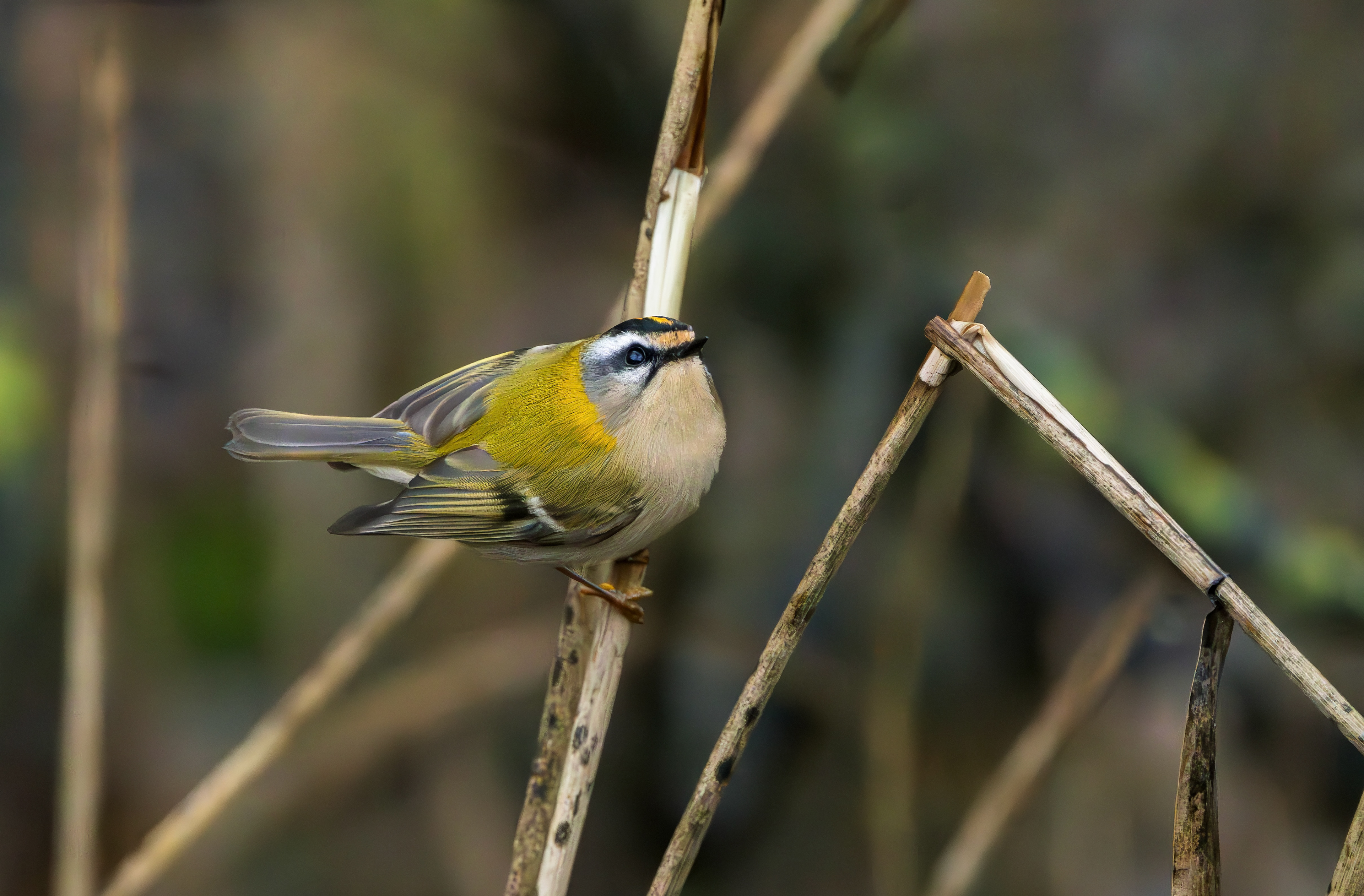 Firecrest, Titchwell RSPB, Norfolk