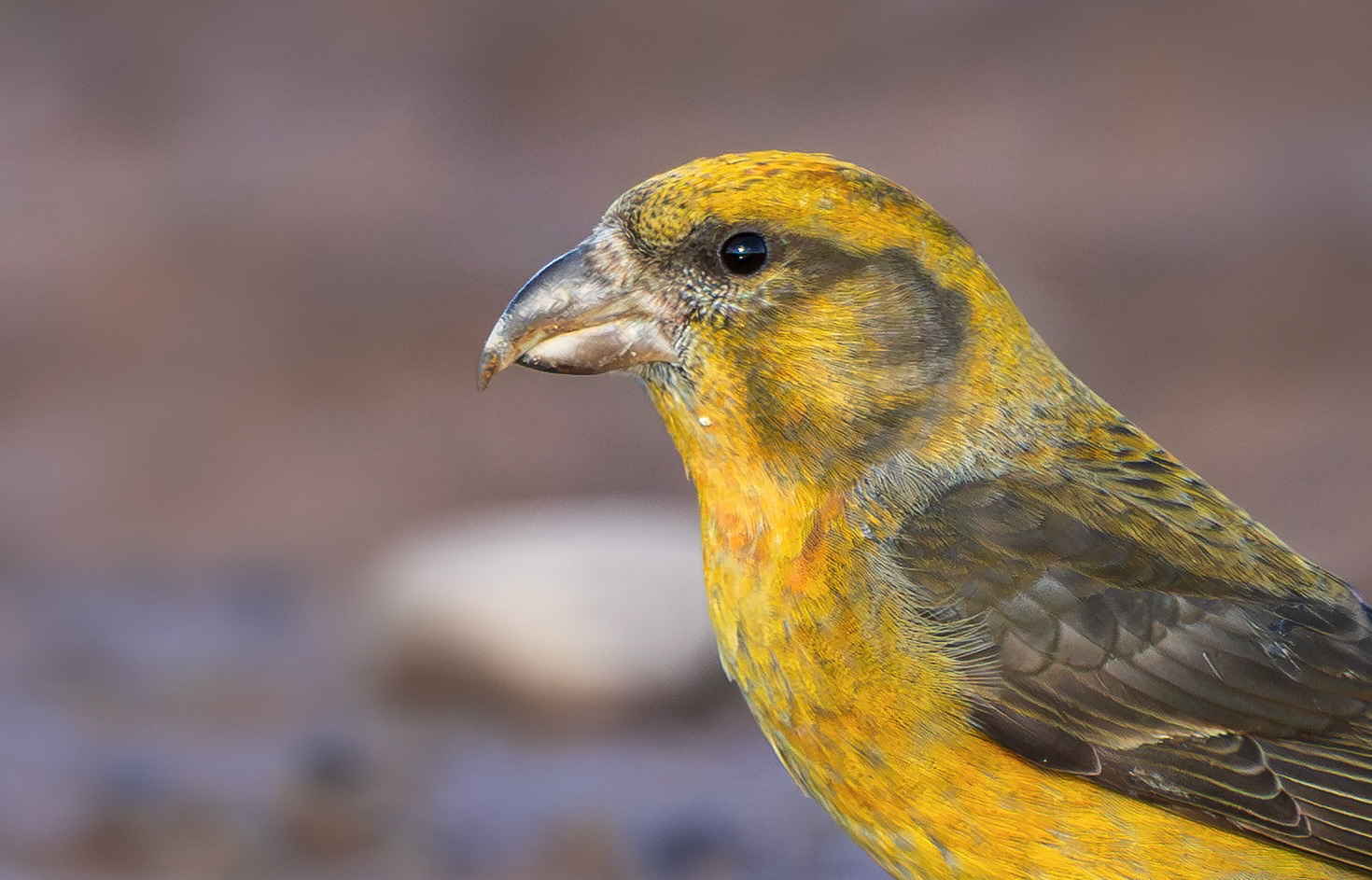 Common Crossbill, Nottinghamshire
