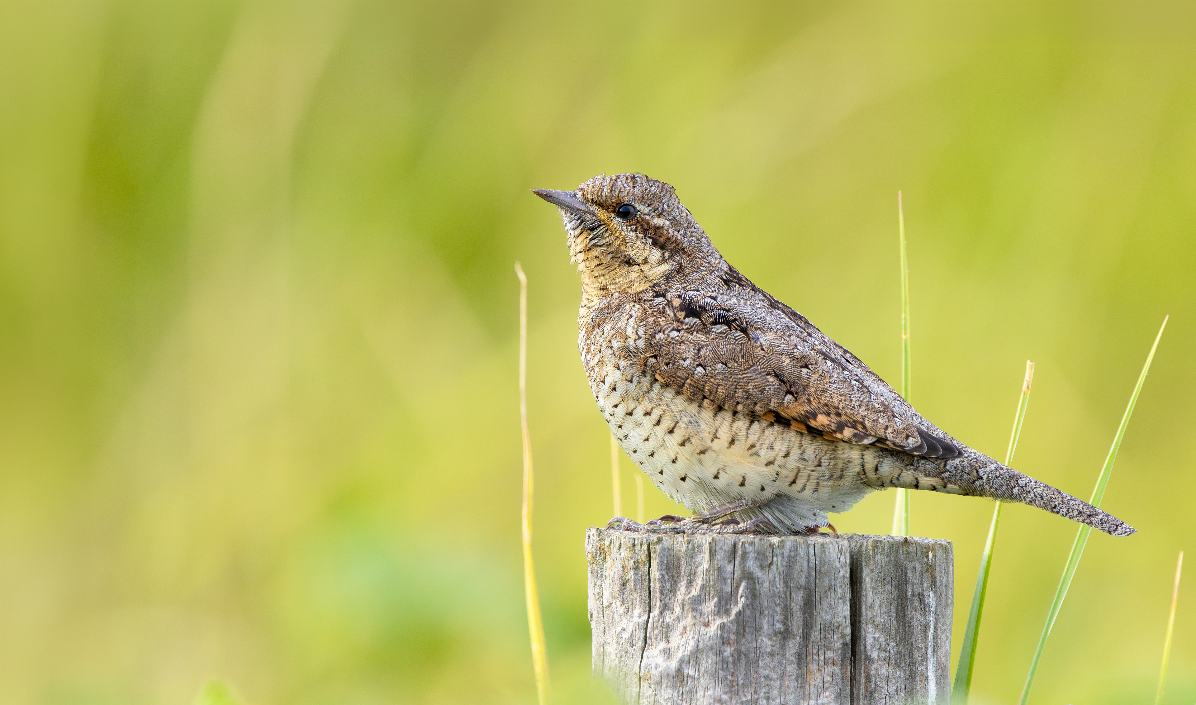 Wryneck, Freiston Shore RSPB, Lincolnshire