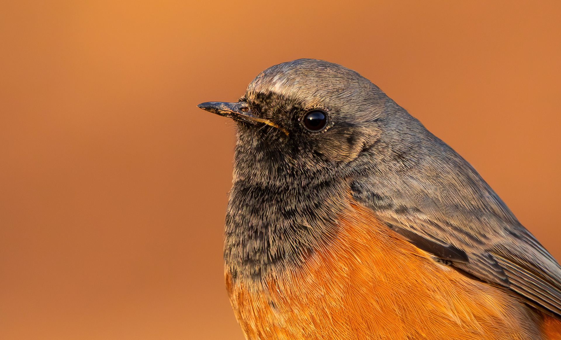 Eastern Black Redstart, Filey Brigg, North Yorkshire