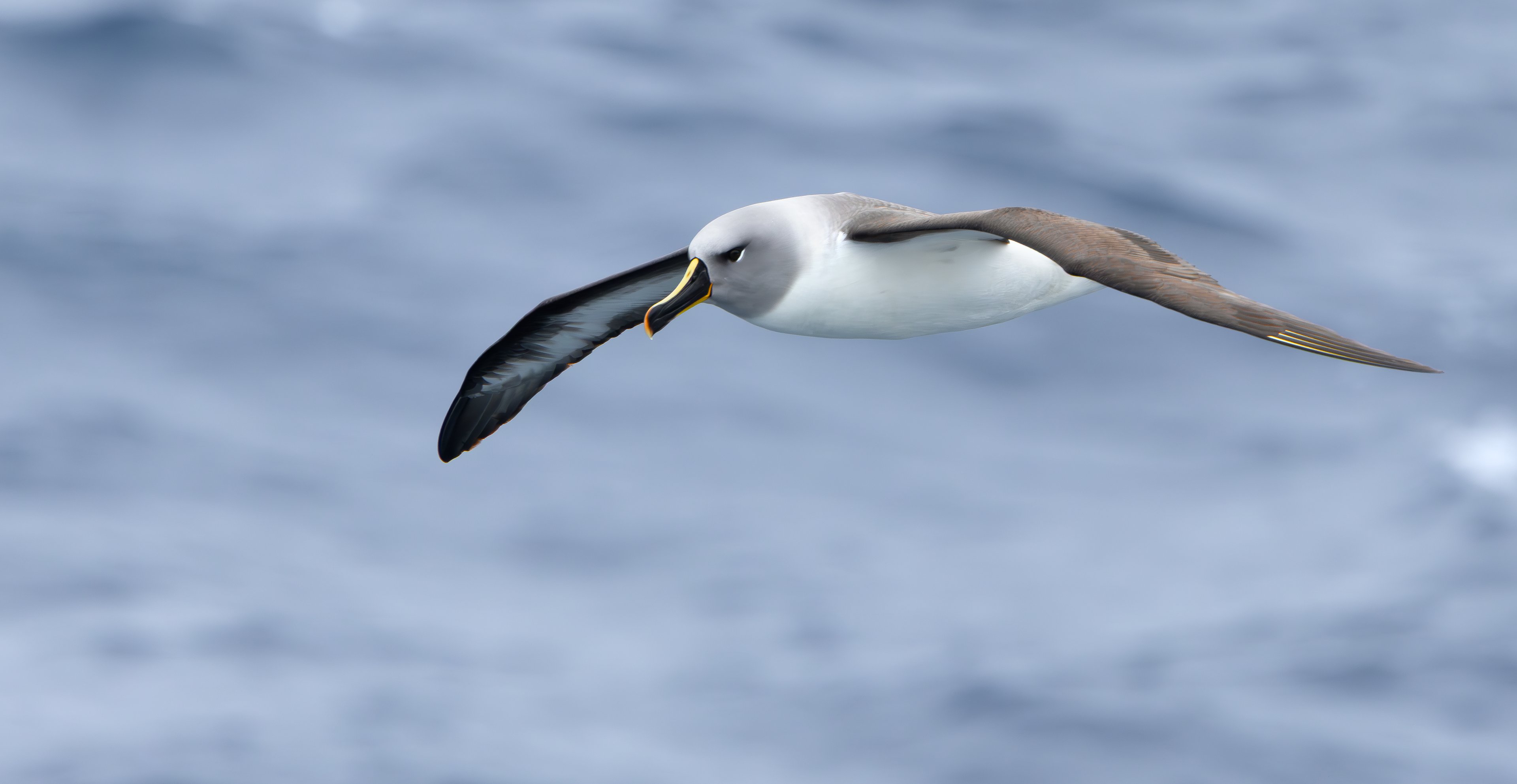 Grey-headed Albatross