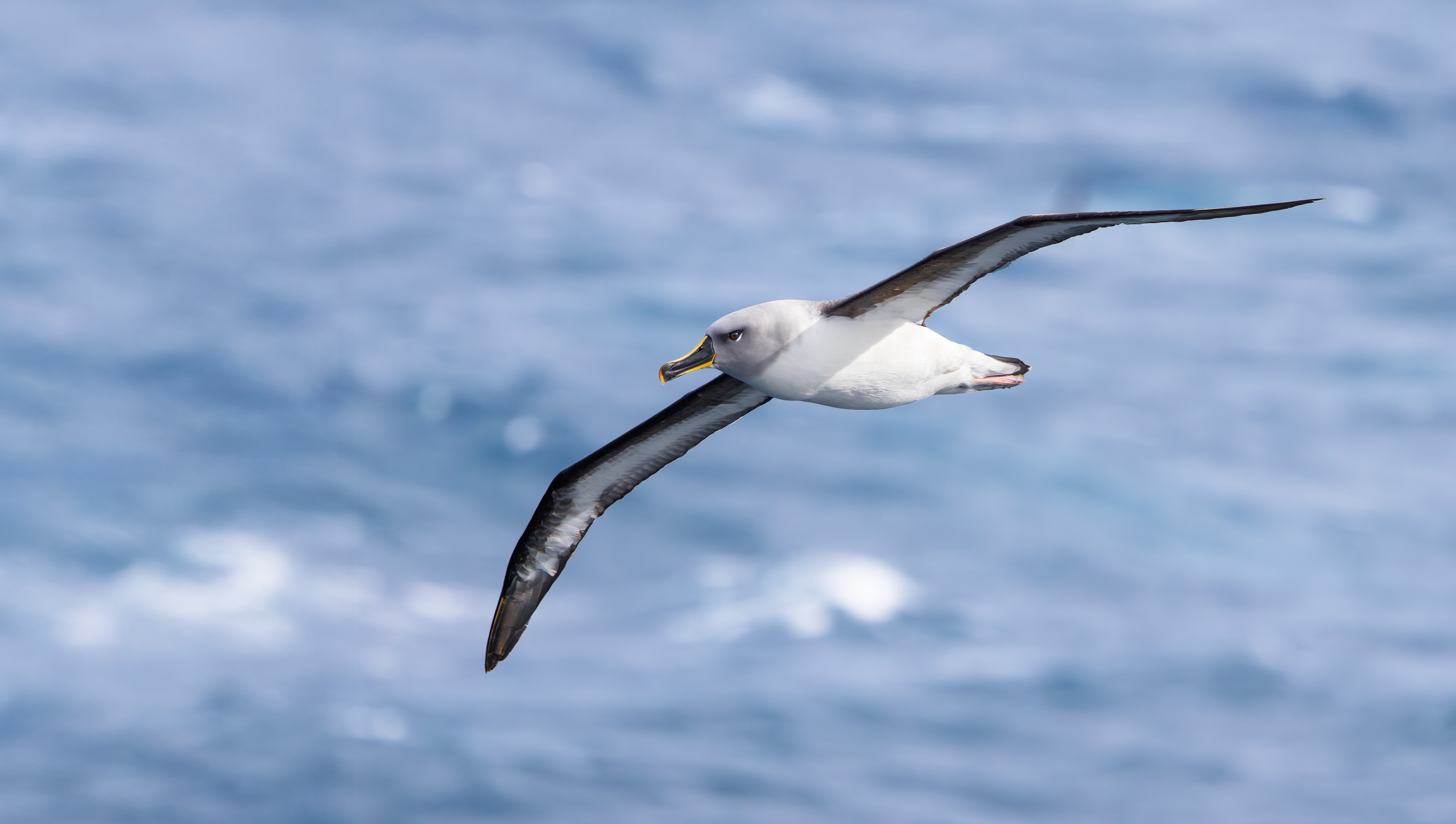 Grey-headed Albatross
