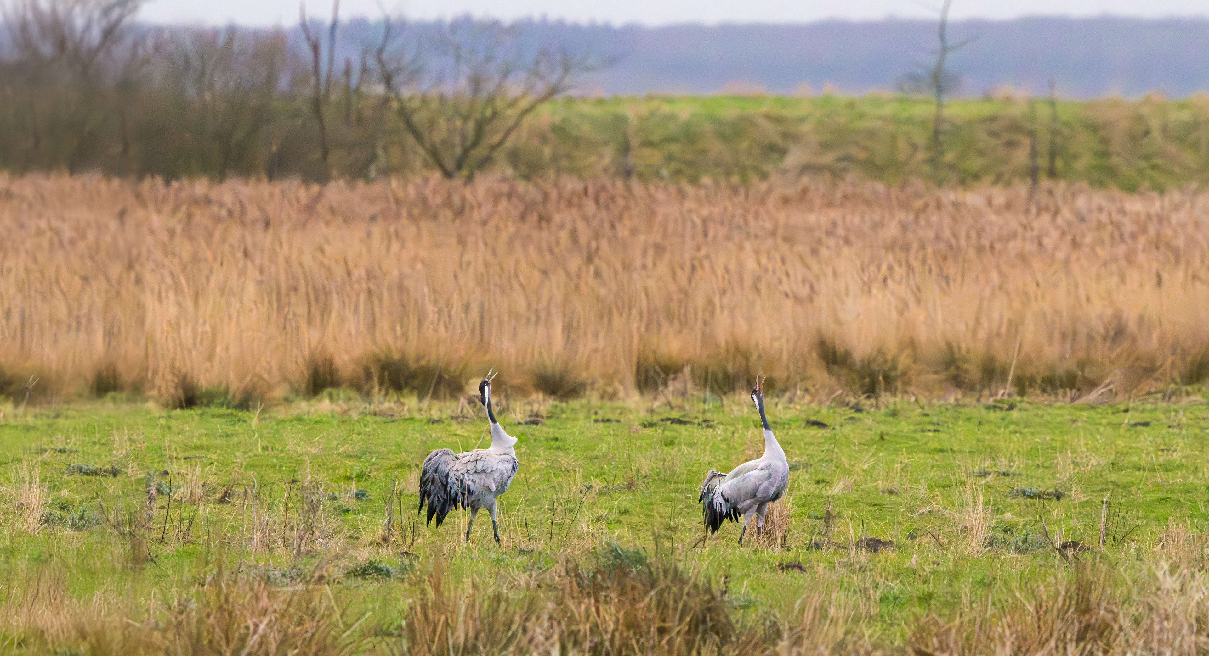 Common Cranes, Willow Tree Fen LWT, Lincolnshire