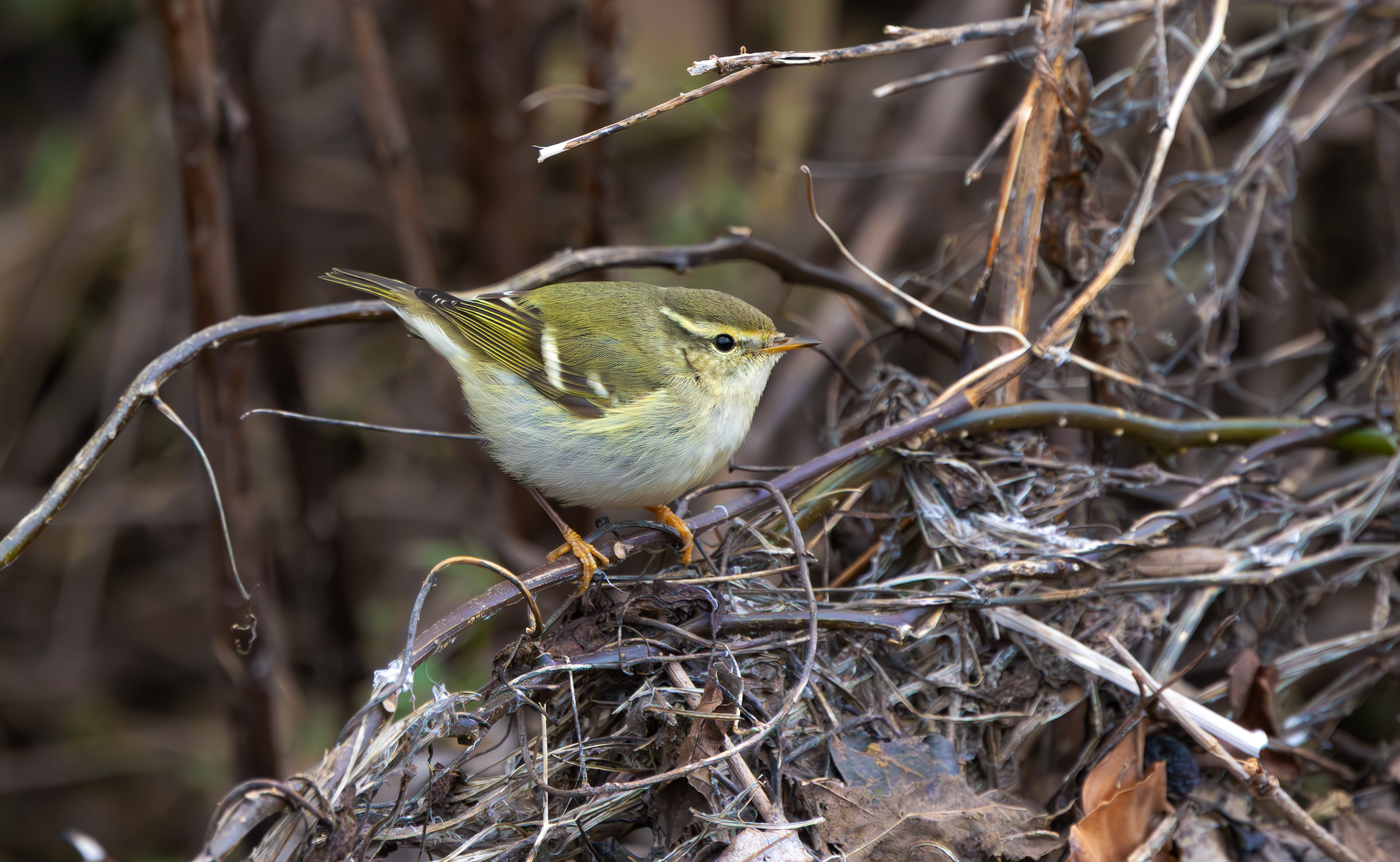 Yellow-browed Warbler, Hurley, Warwickshire