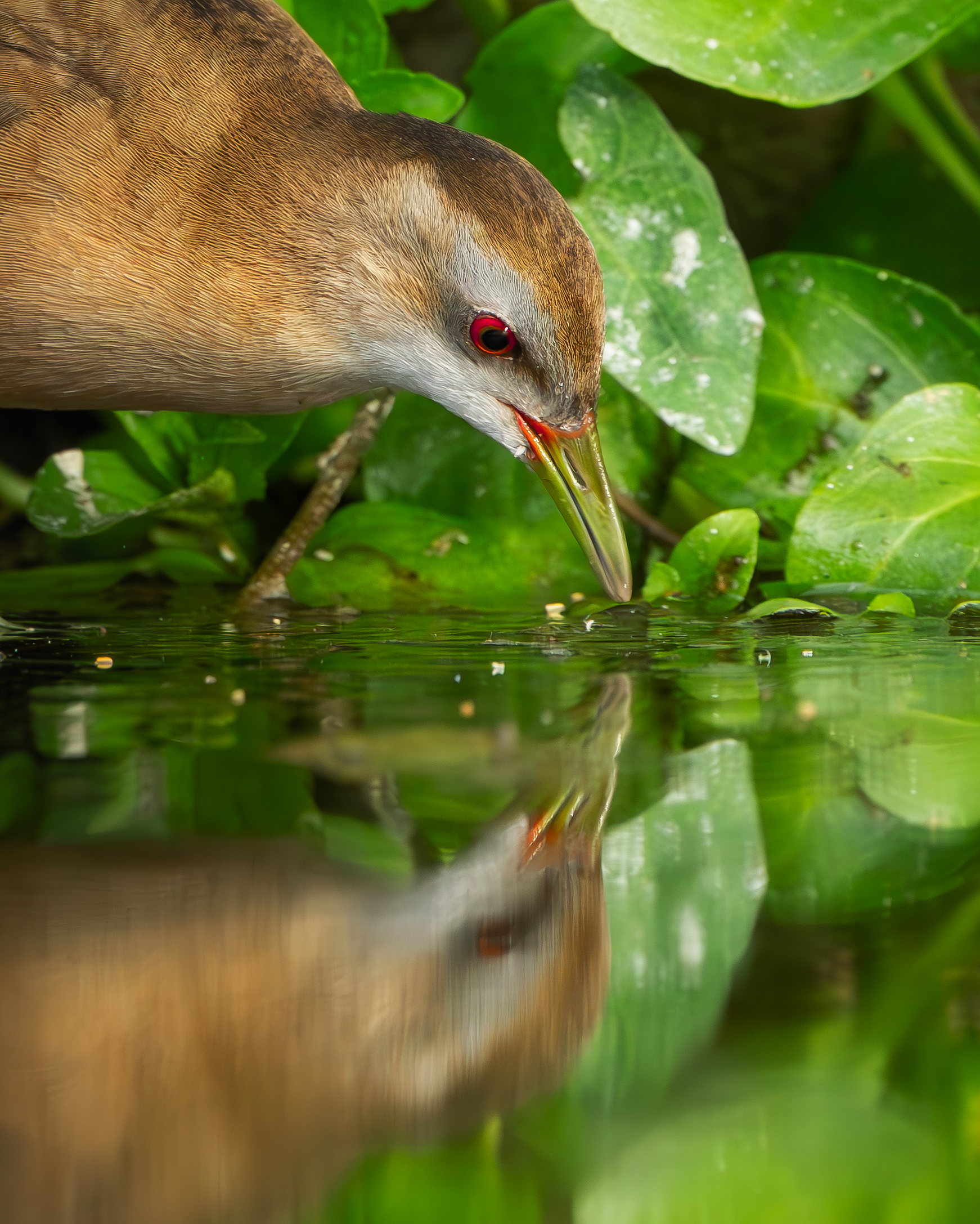 Little Crake