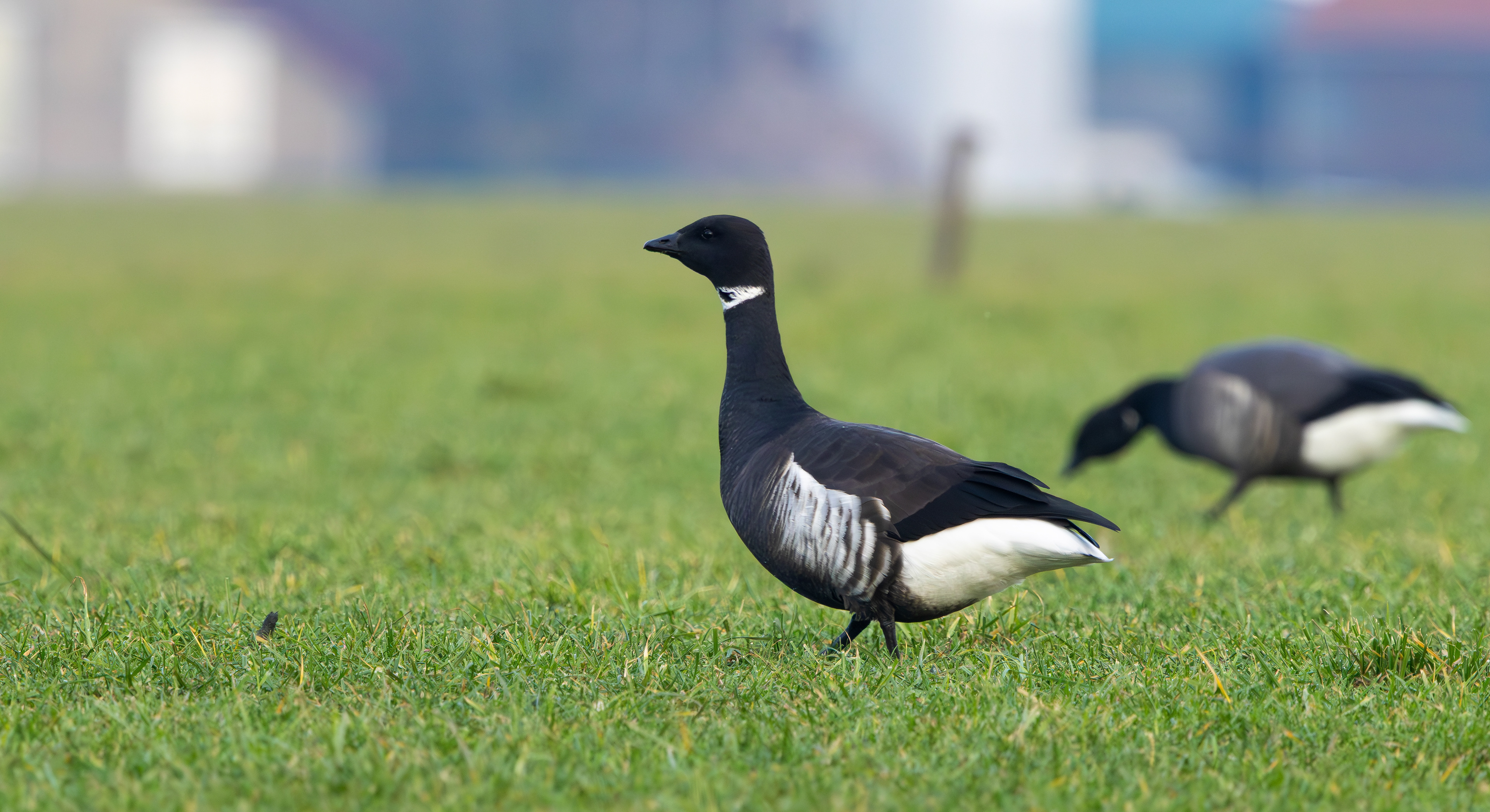 Black Brant, Texel