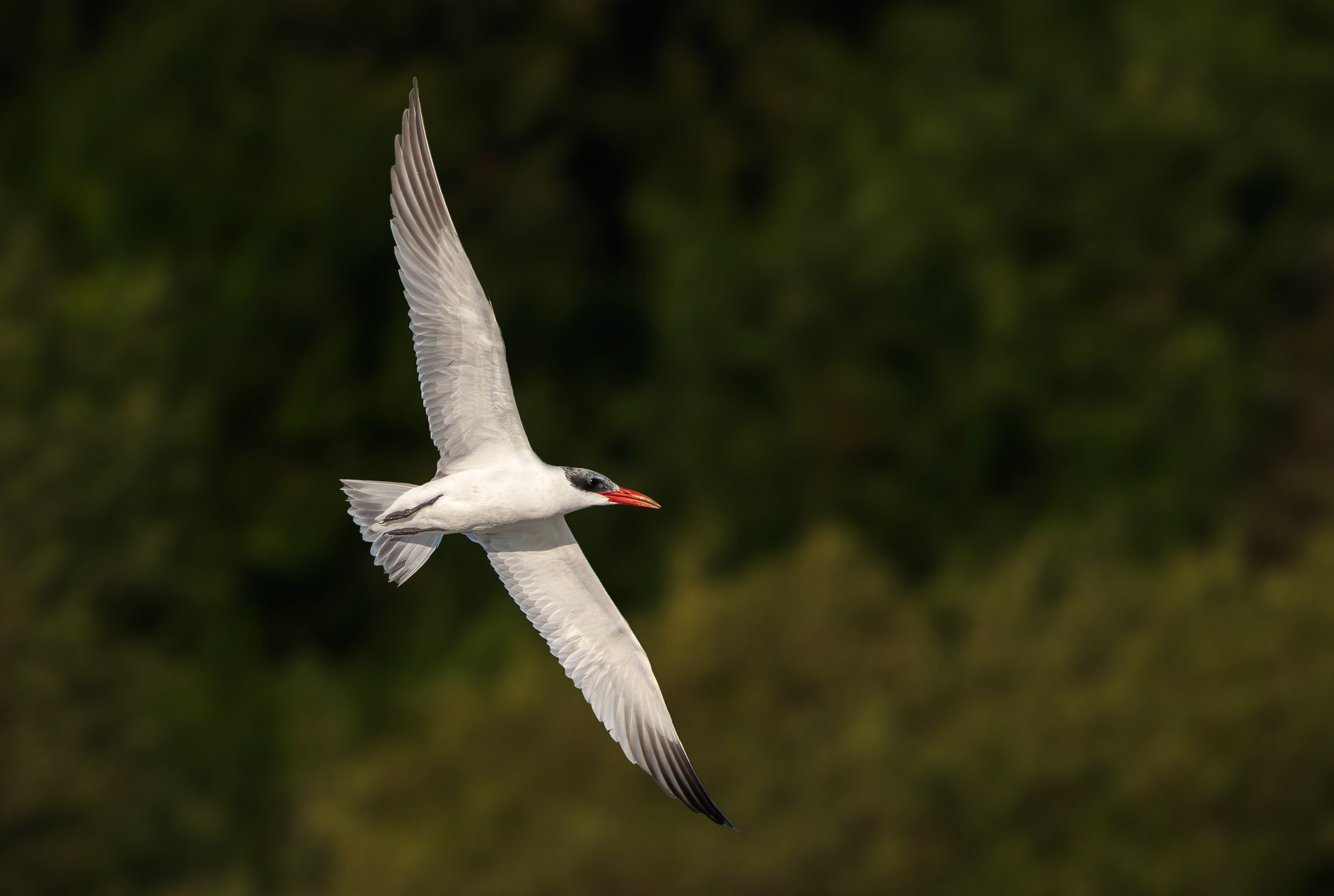 Caspian Tern, Holme Pierrepont, Nottinghamshire