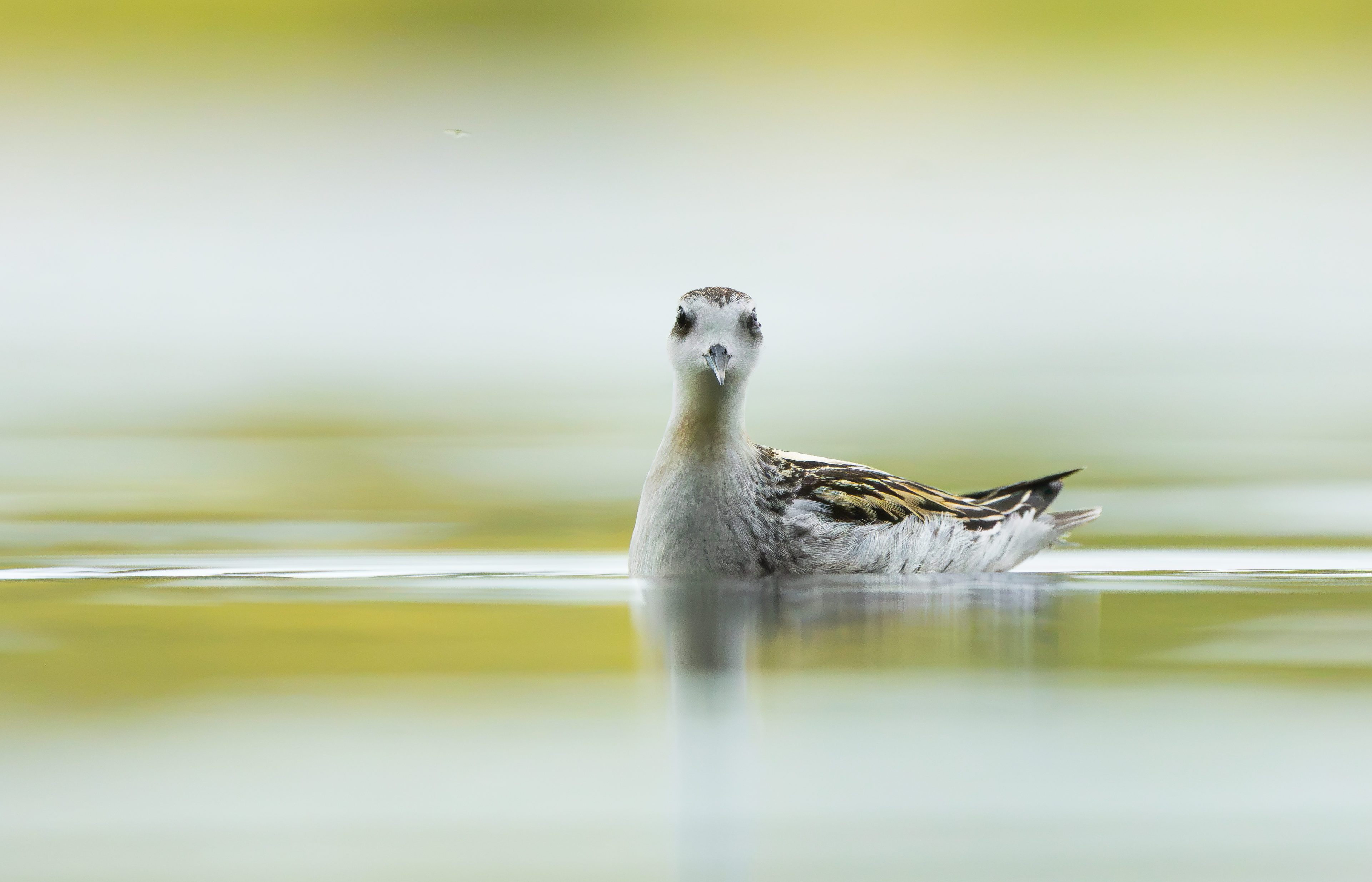 Red-necked Phalarope, Kingsbury Water Park, Warwickshire