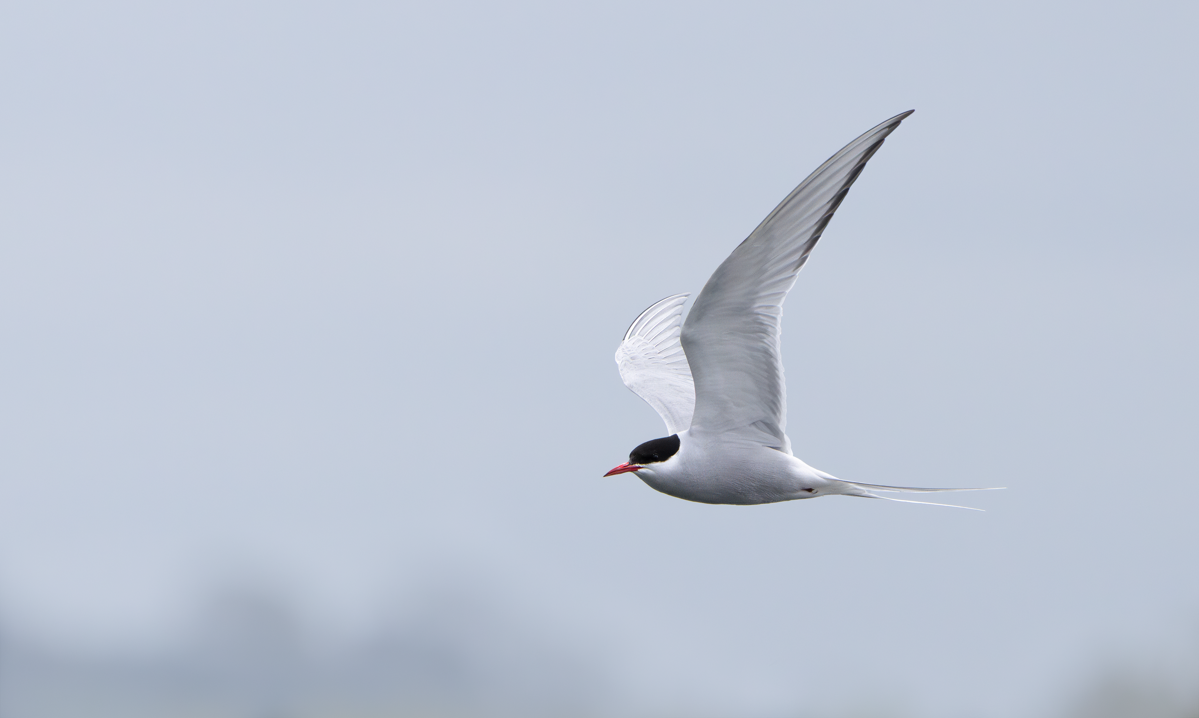 Arctic Tern, Attenborough NR, Nottinghamshire