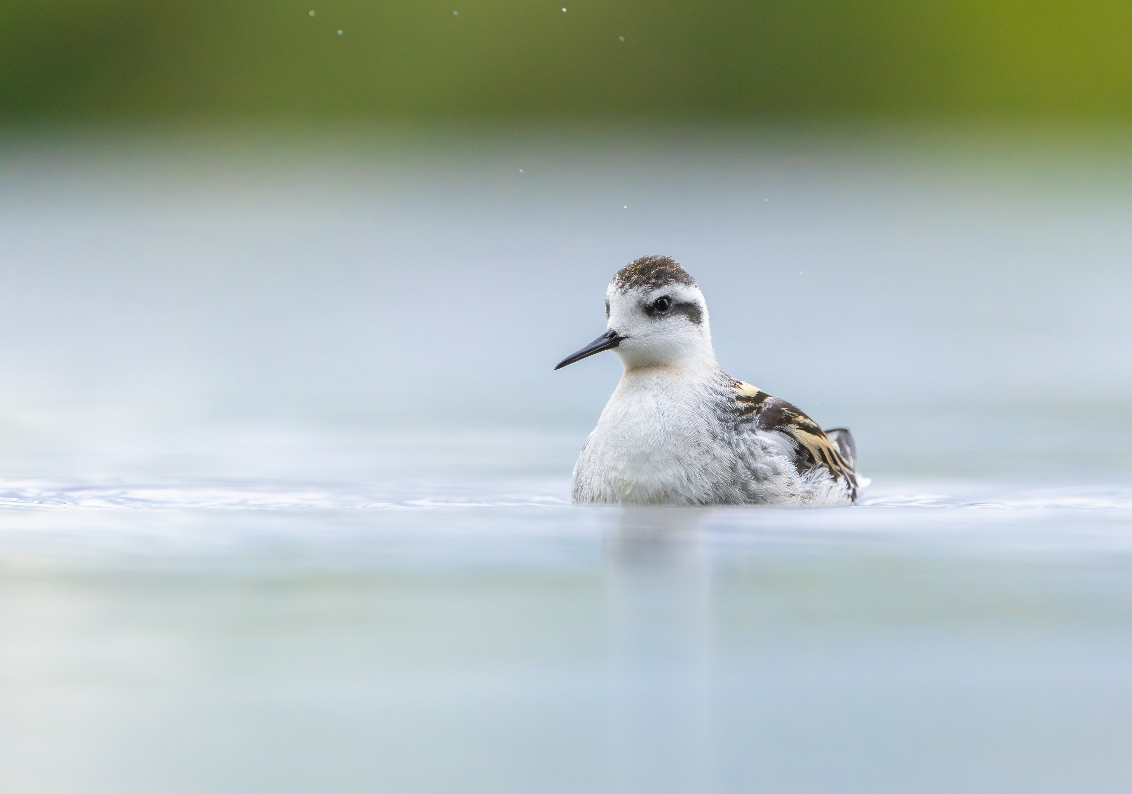 Red-necked Phalarope, Kingsbury Water Park, Warwickshire