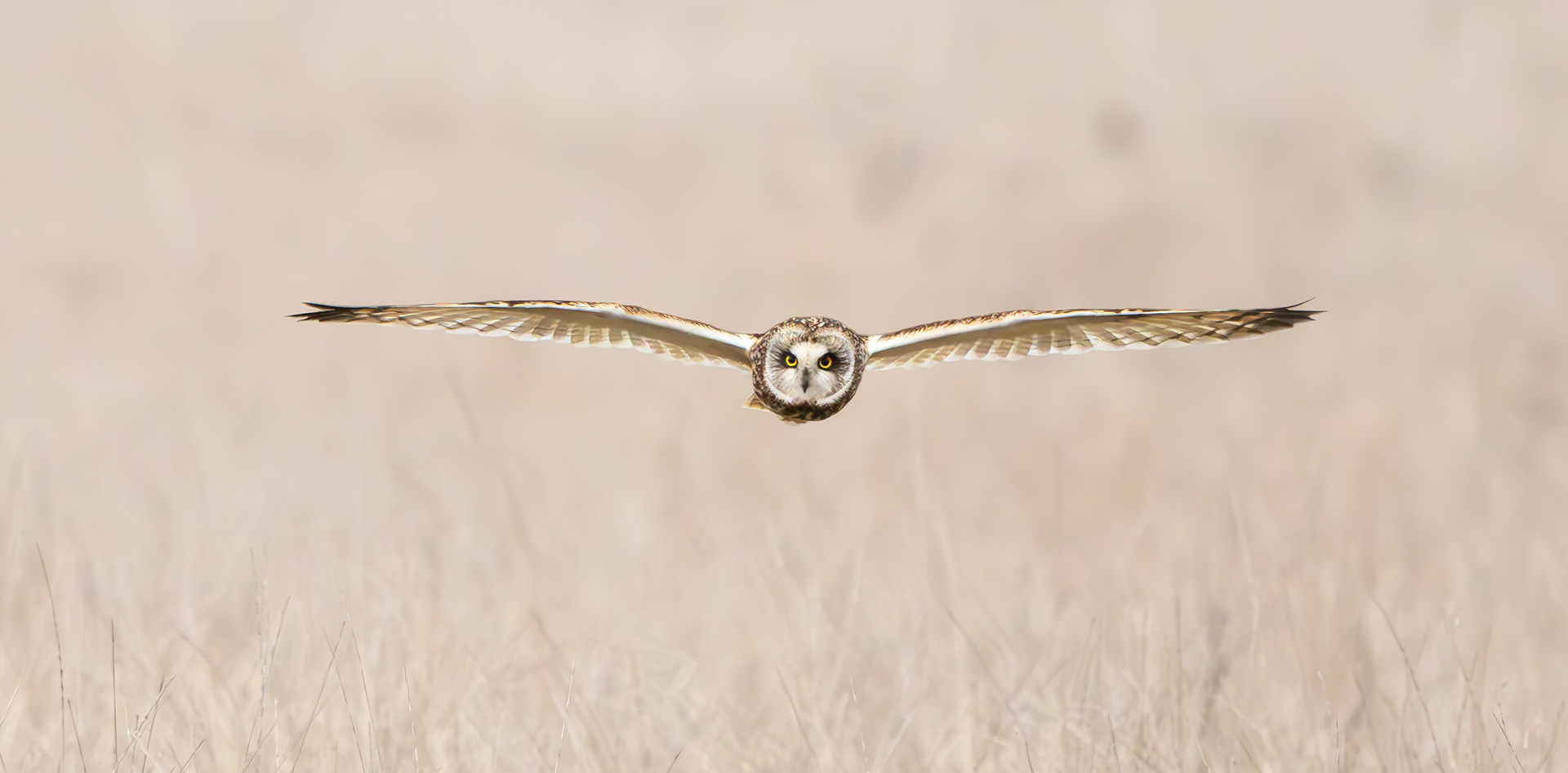 Short-eared Owl, Lincolnshire