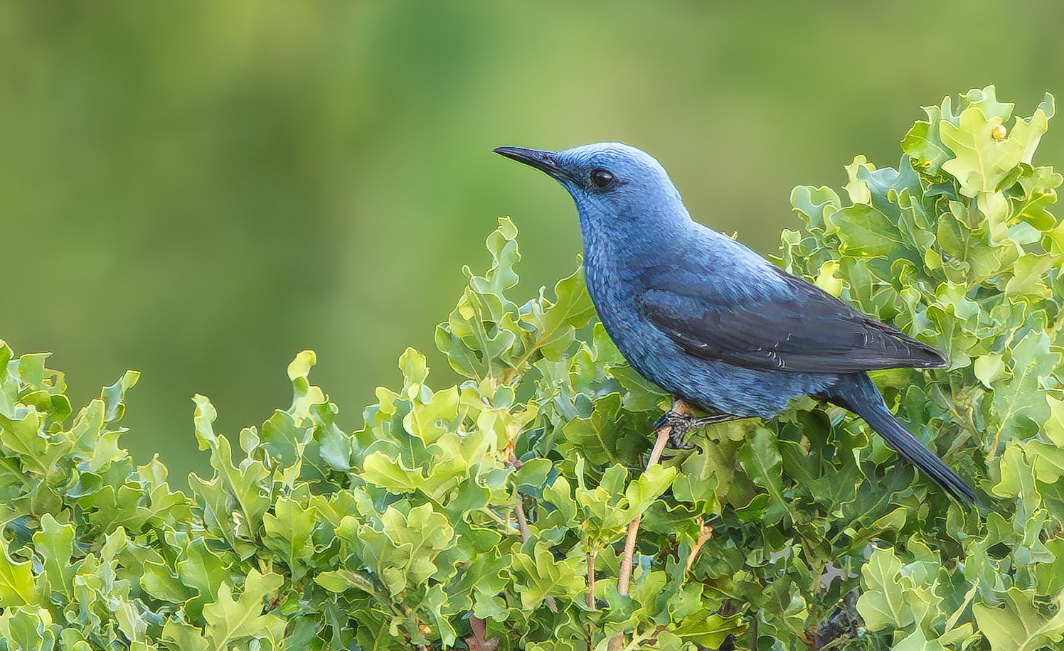 Blue Rock Thrush