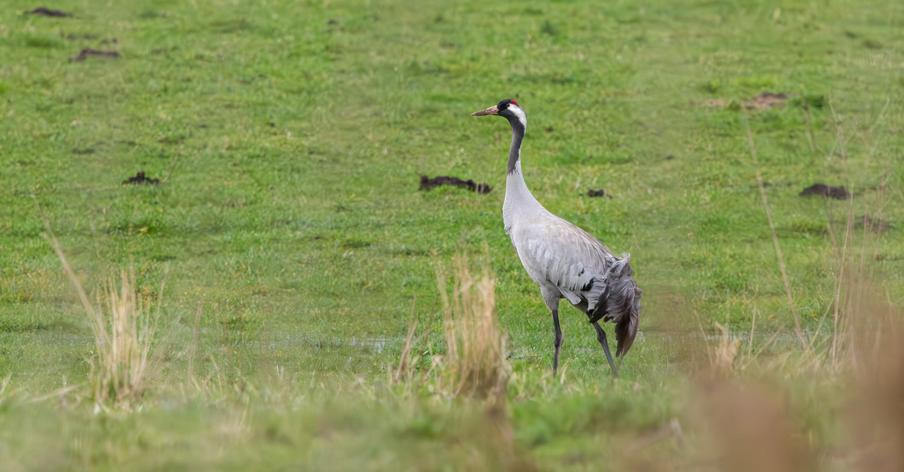 Common Crane, Willow Tree Fen LWT, Lincolnshire