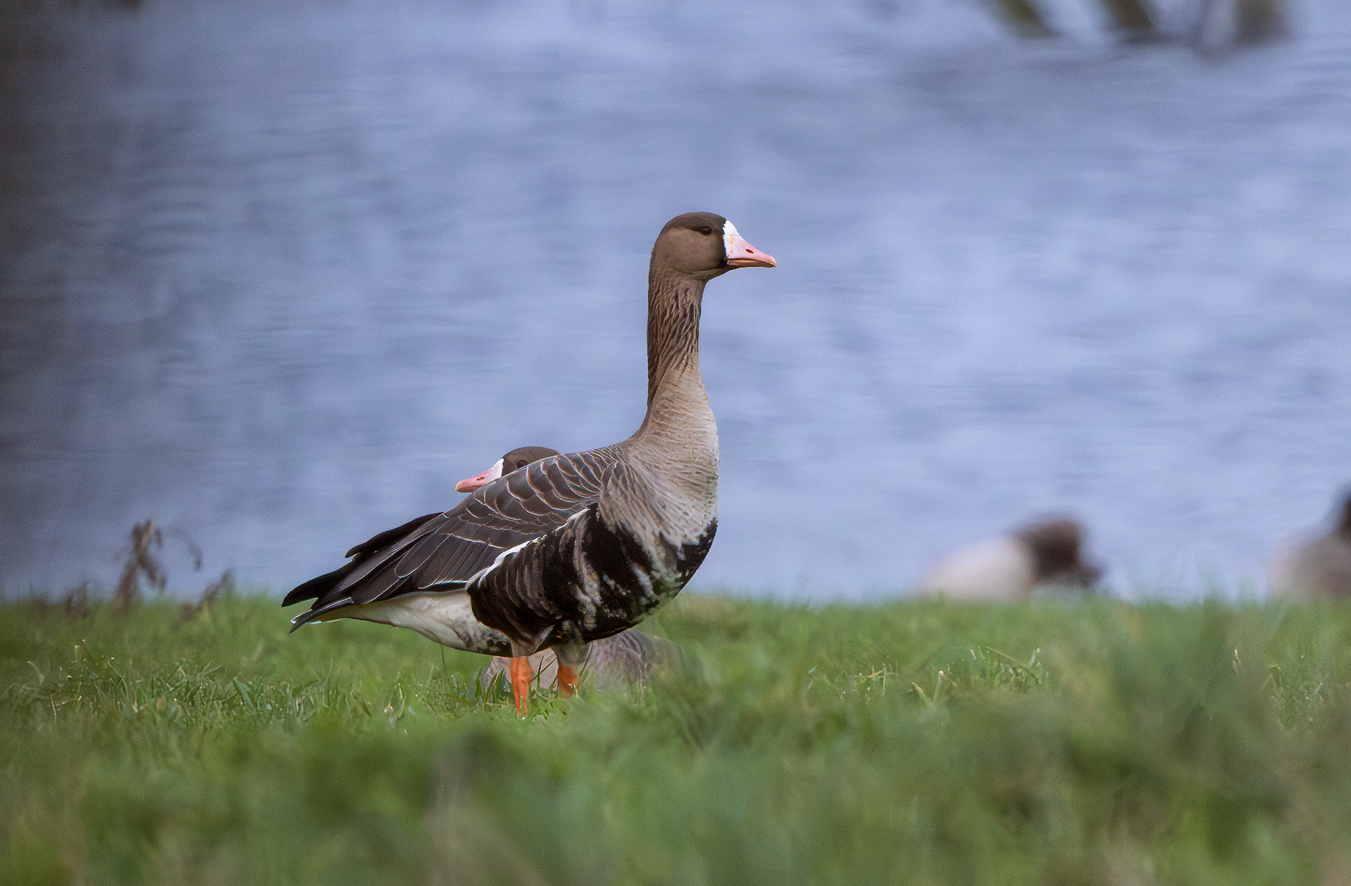 Russian White-fronted Goose, Girton Pits, Nottinghamshire