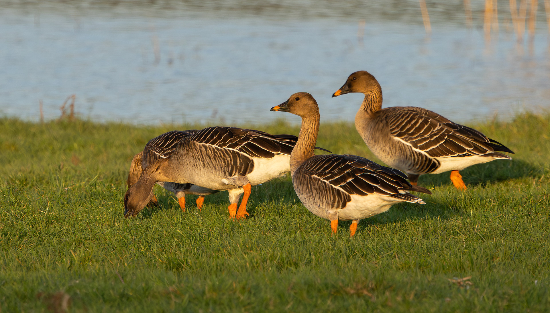 Tundra Bean Geese, Girton Pits, Nottinghamshire