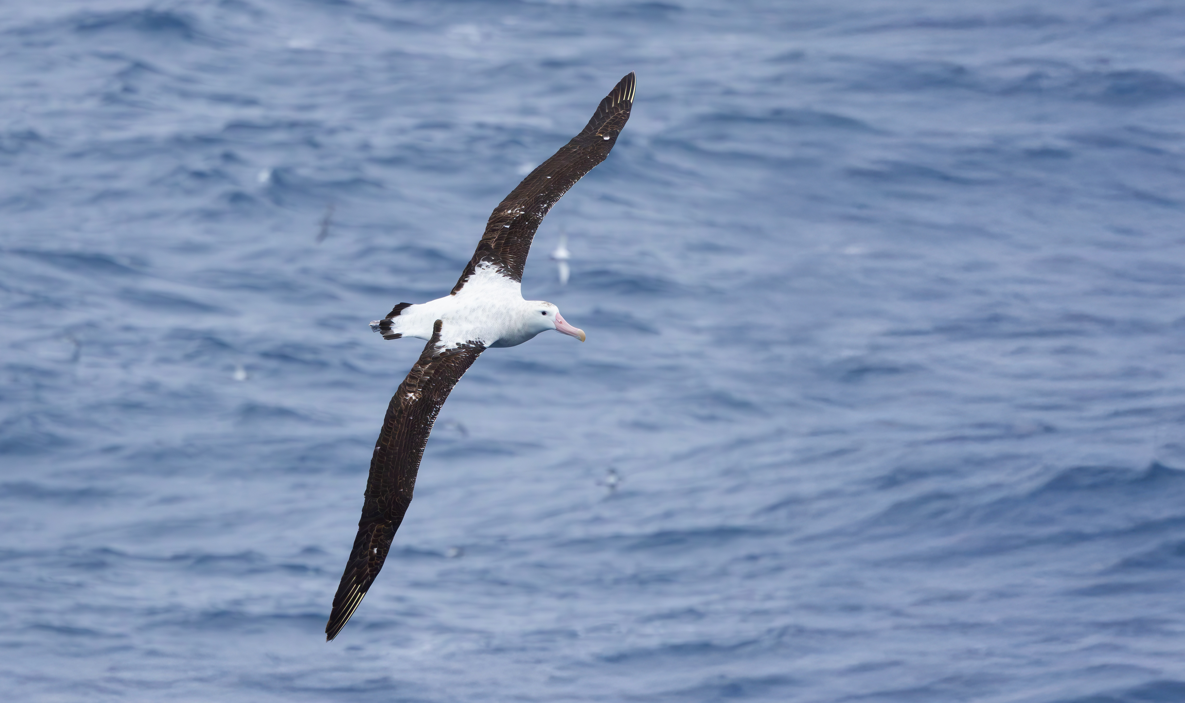 Snowy Albatross, Marion Island