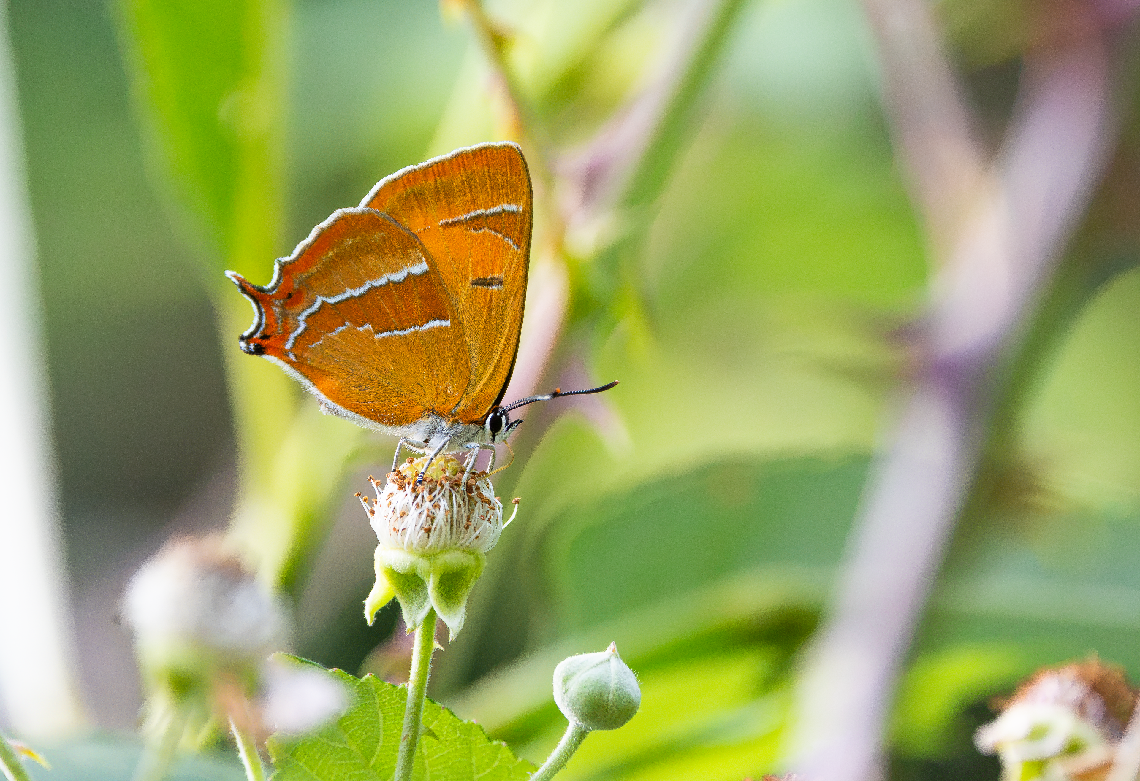 Brown Hairstreak, Otmoor RSPB, Oxfordshire