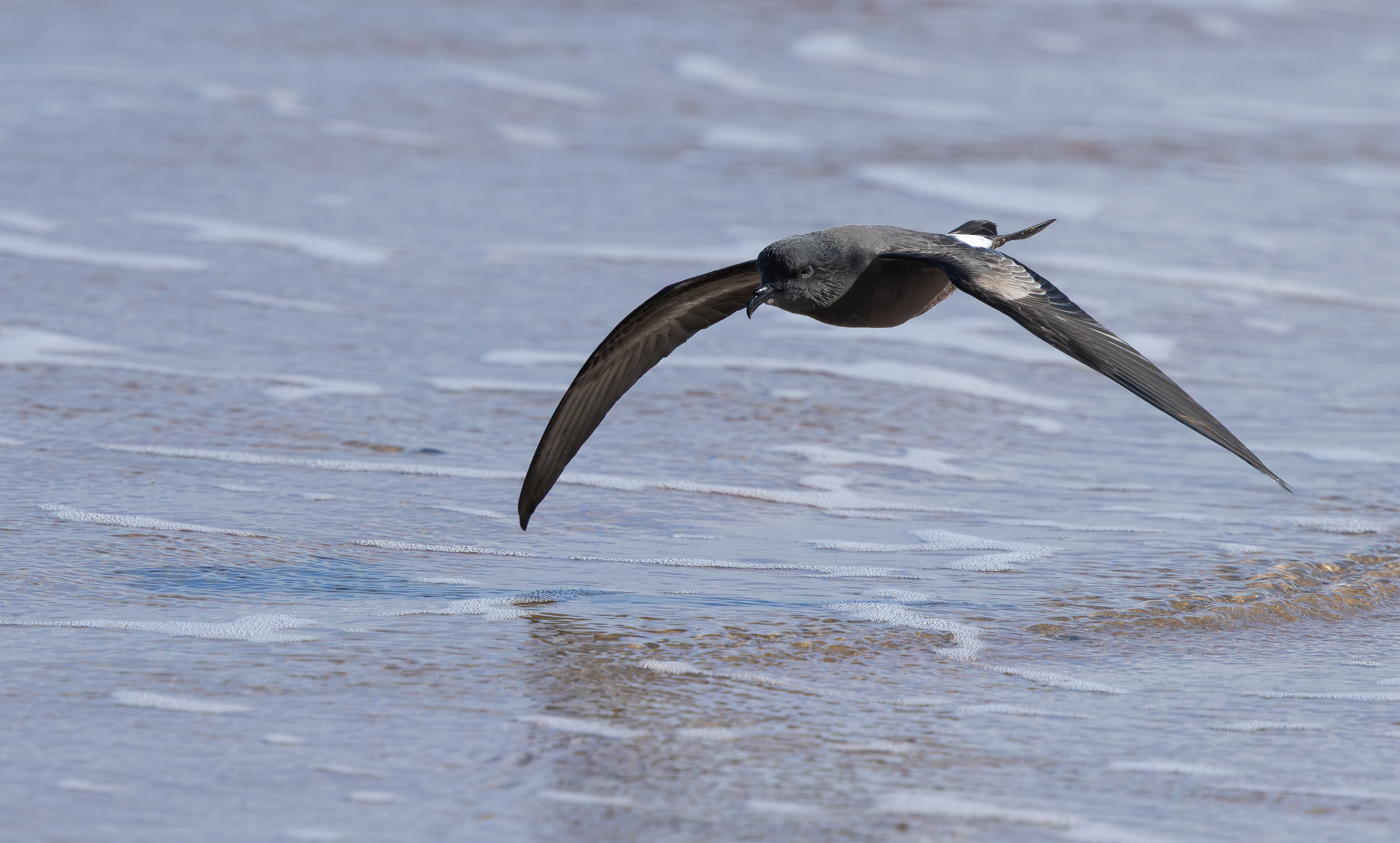 Leach's Storm Petrel, Wallasey, Cheshire