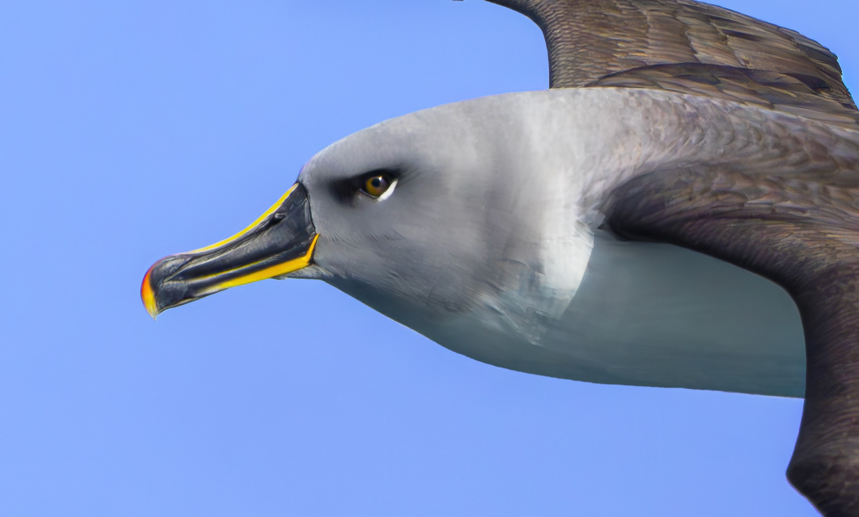 Grey-headed Albatross