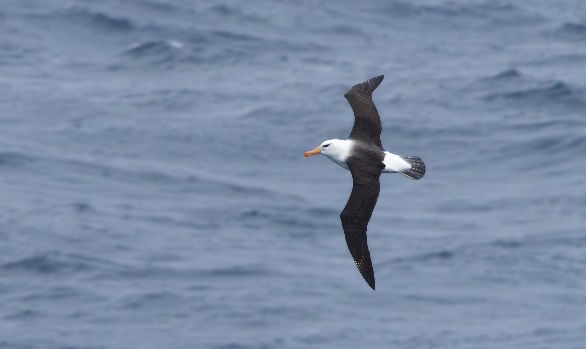 Black-browed Albatross