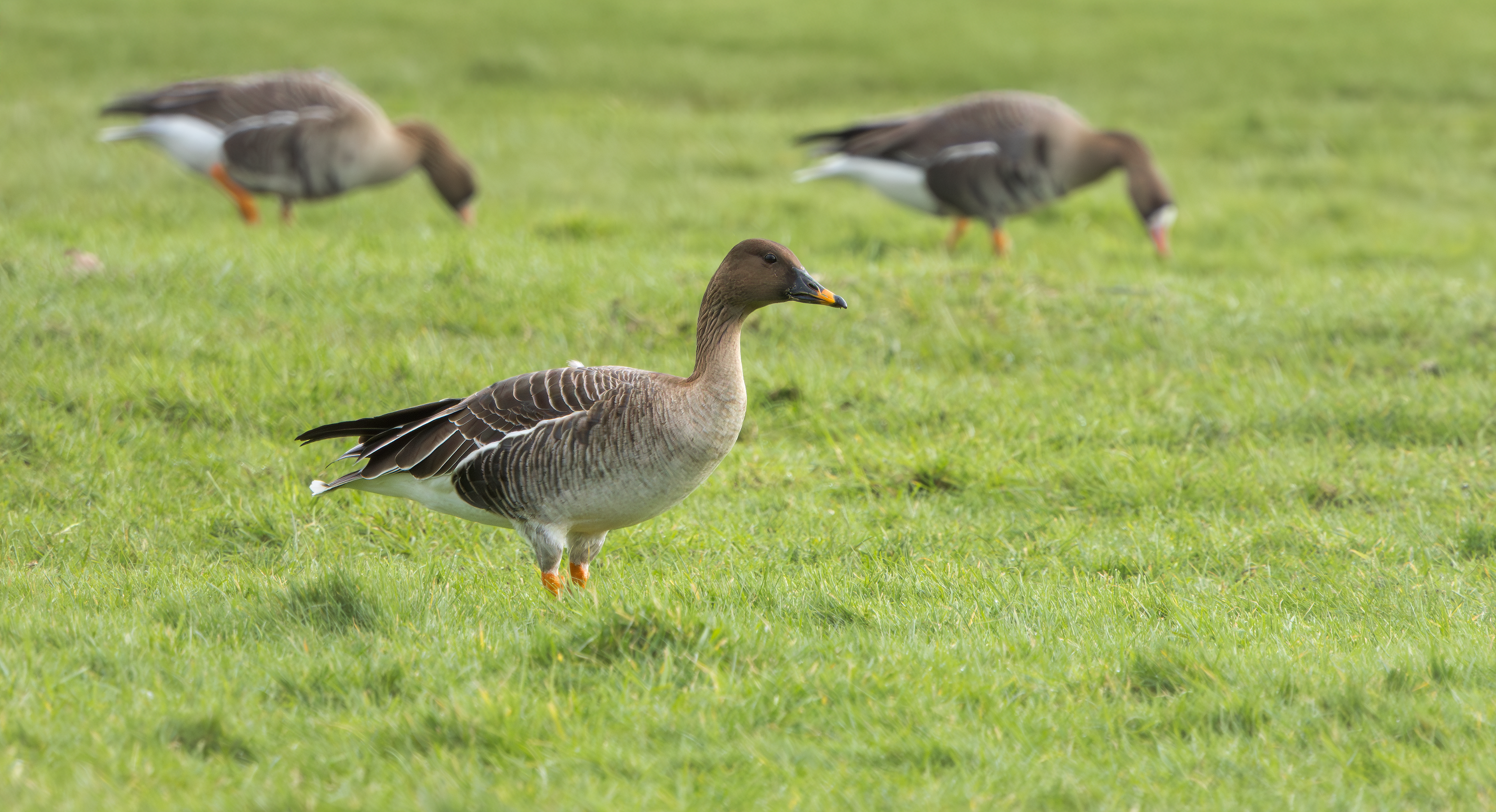 Tundra Bean Goose, Girton Pits, Nottinghamshire