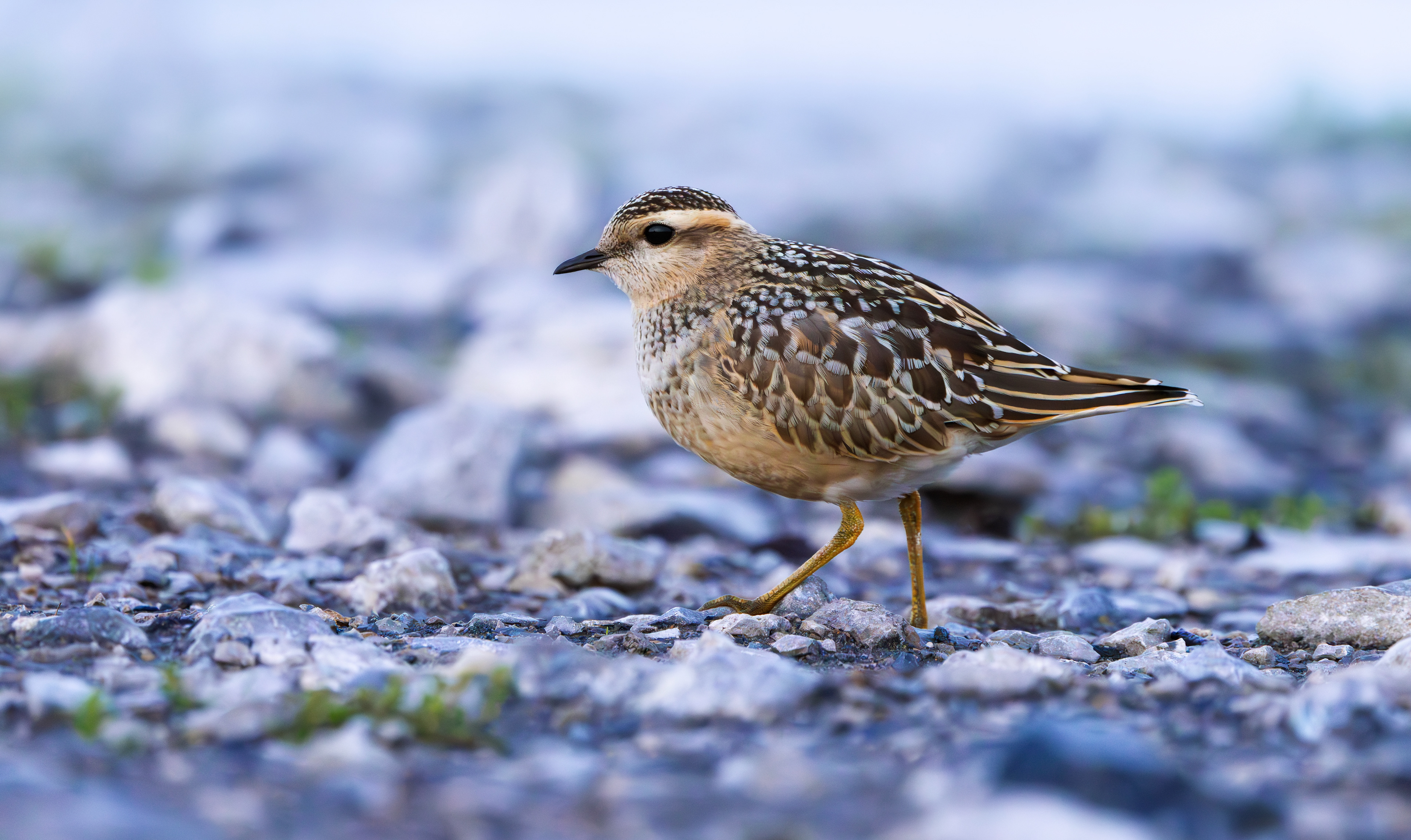 Eurasian Dotterel, Burbage Moor, South Yorkshire