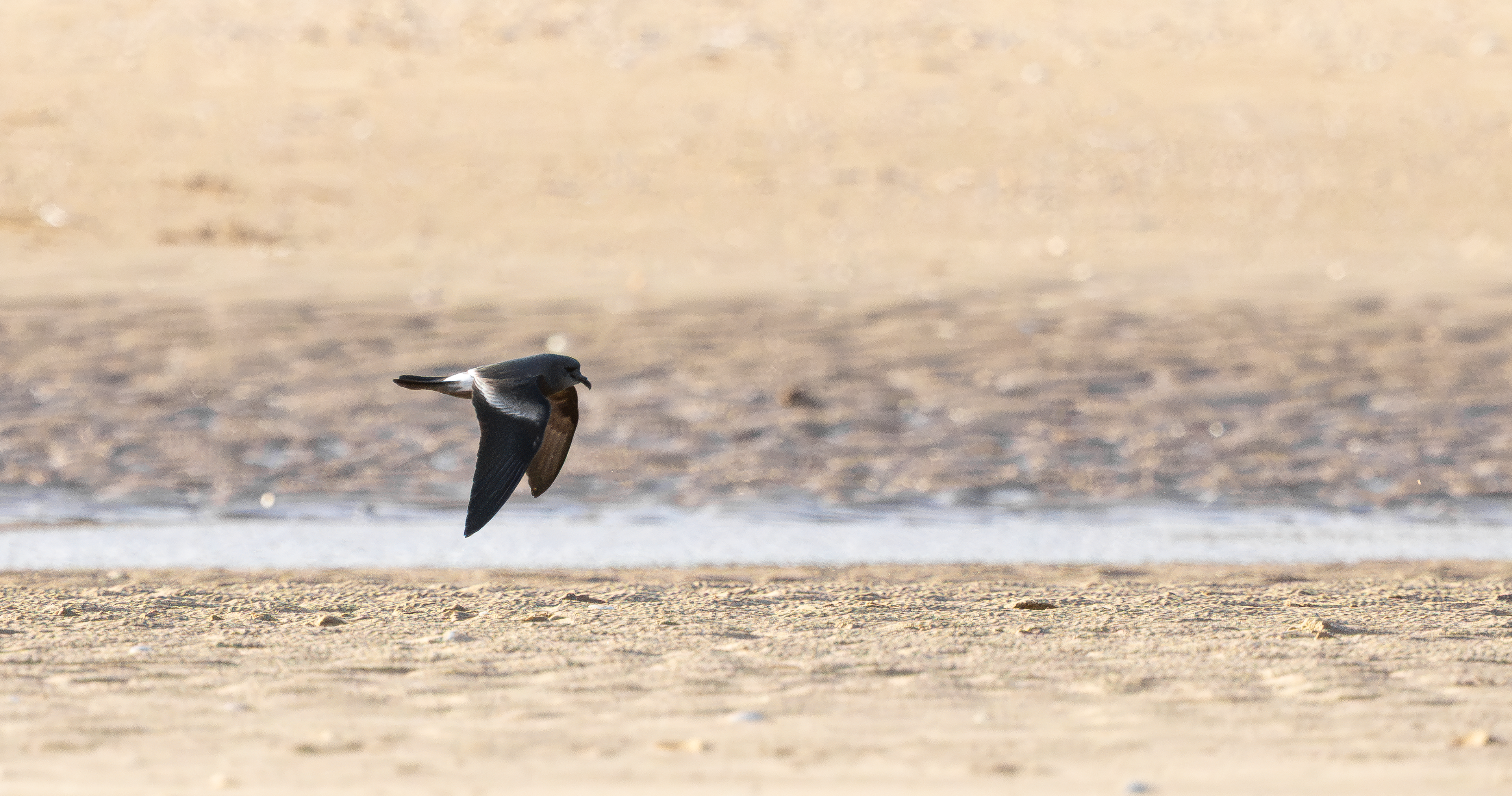 Leach's Storm Petrel, Wallasey, Cheshire