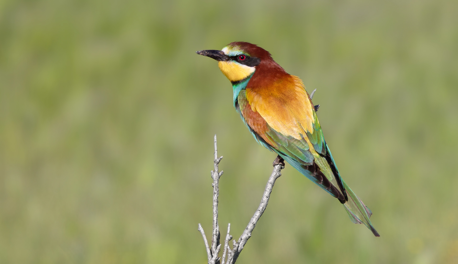 European Bee-eater