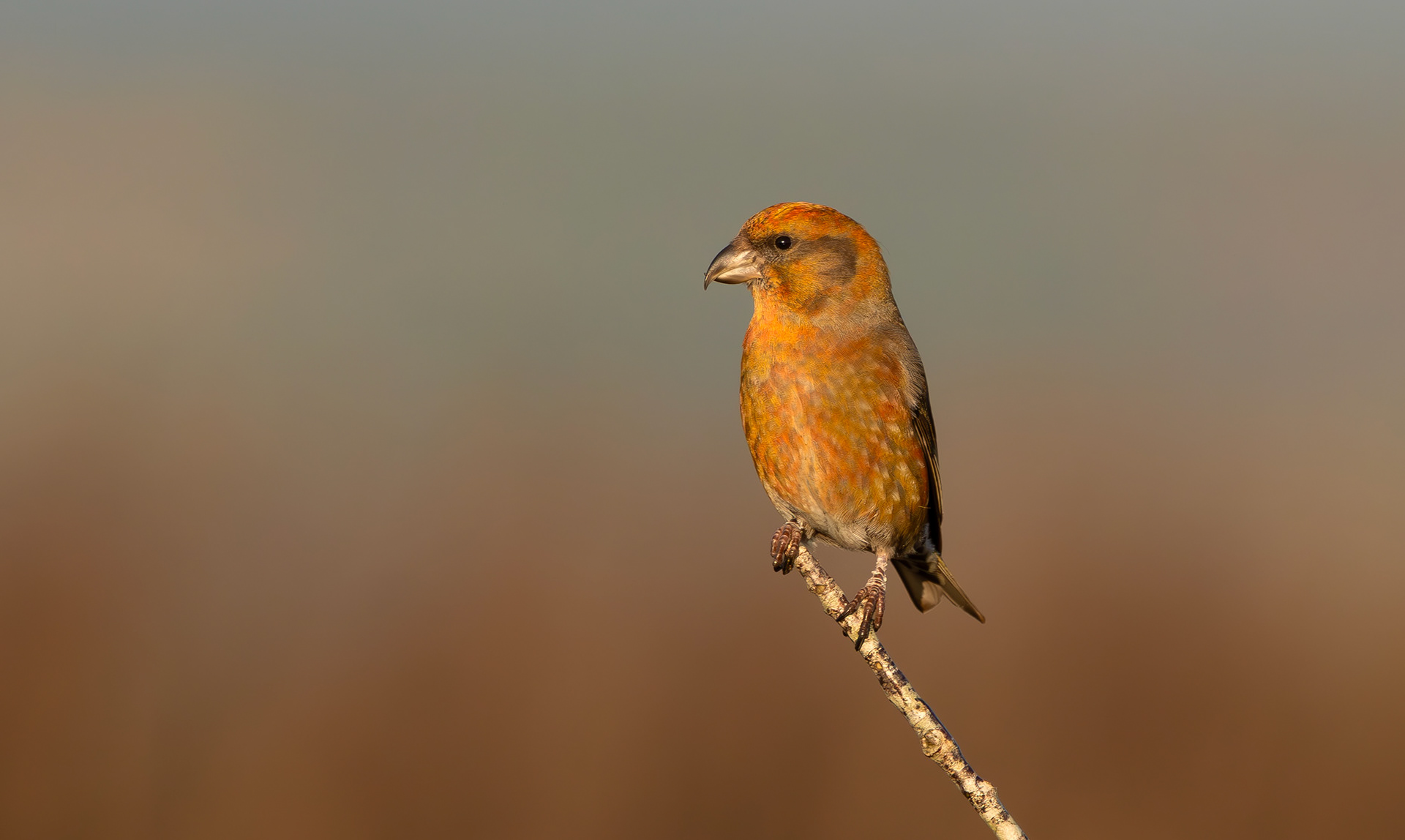 Common Crossbill, Nottinghamshire