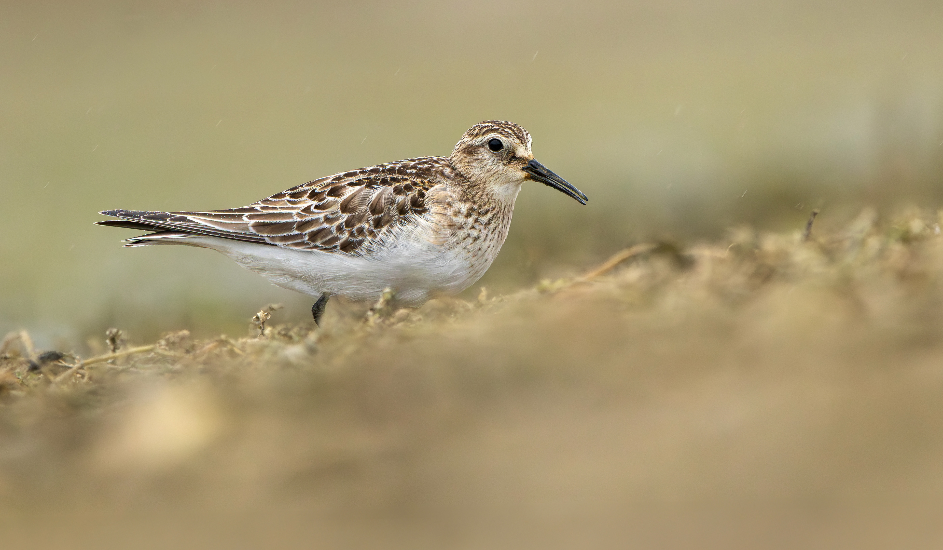 Baird's Sandpiper, Rutland Water, Leicestershire & Rutland