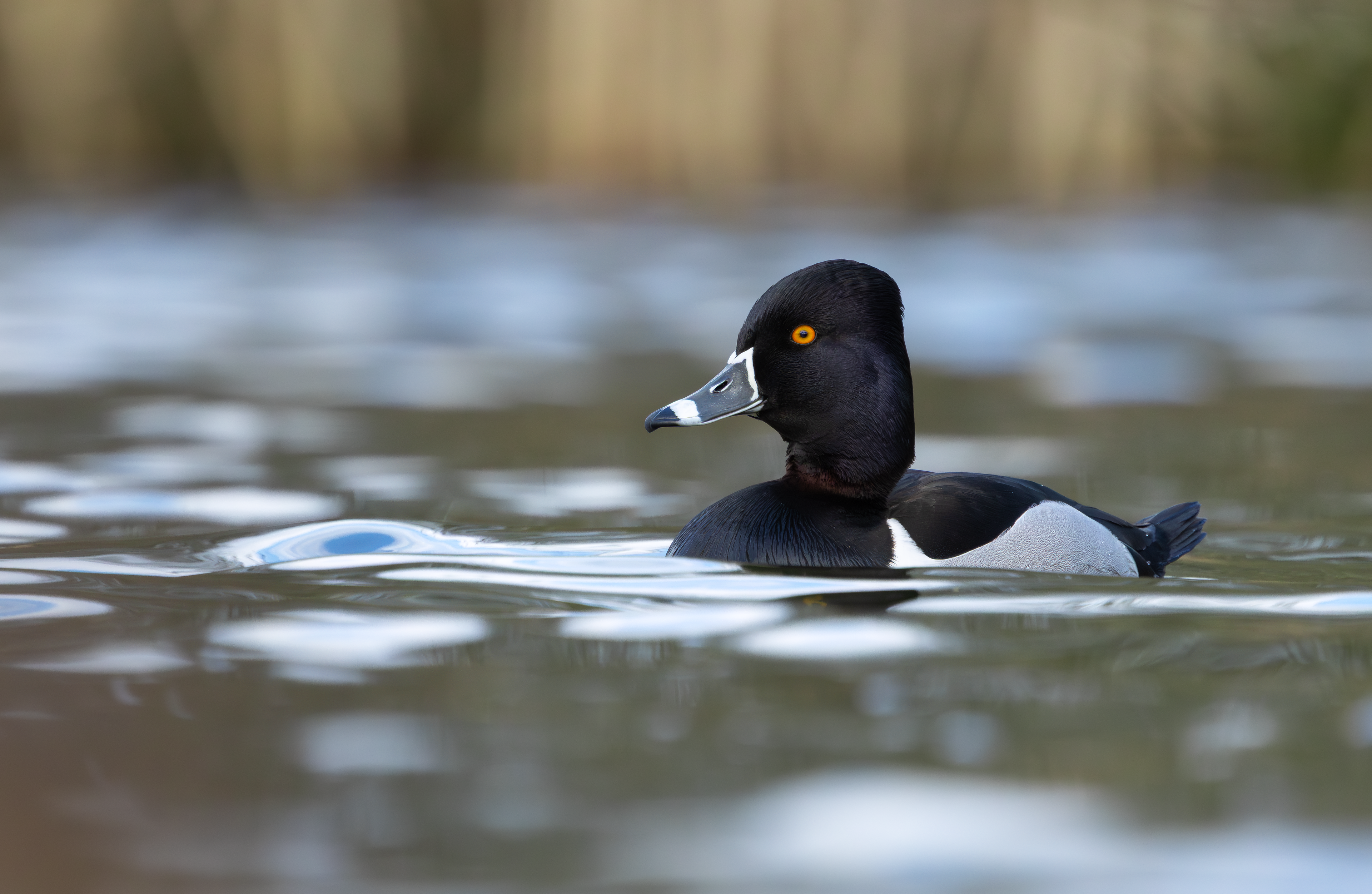 Ring-necked Duck, Codnor Park, Derbyshire