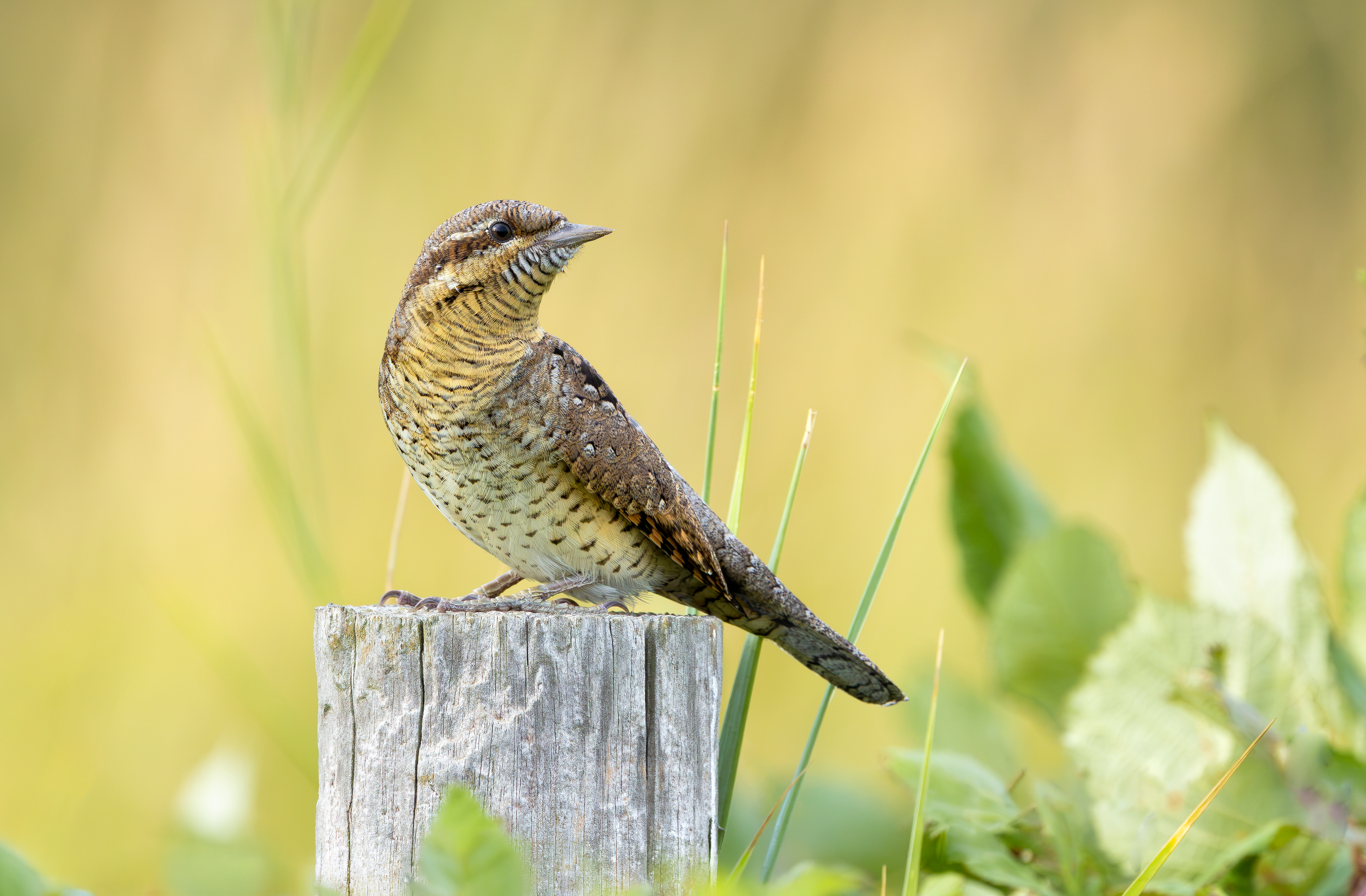 Wryneck, Freiston Shore RSPB, Lincolnshire