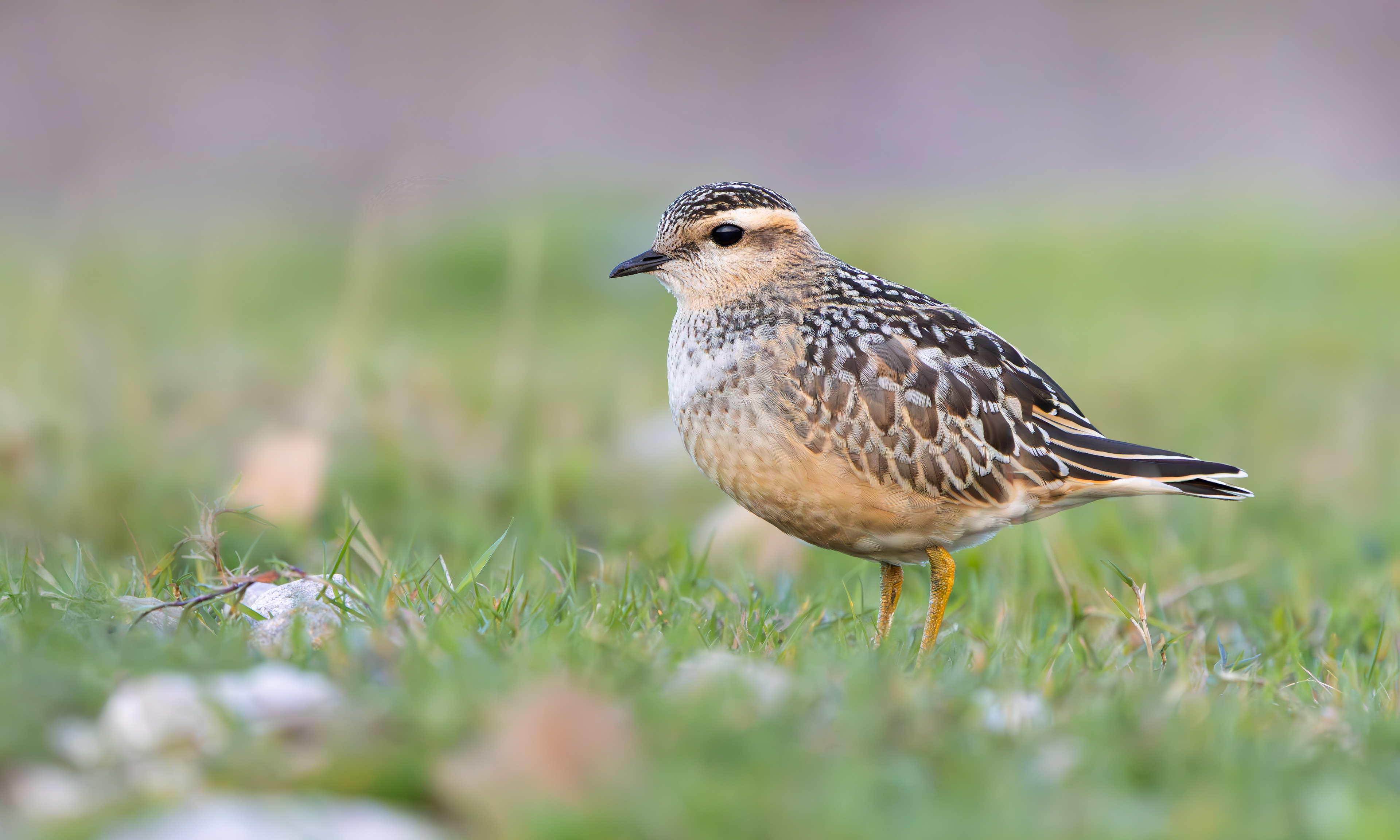 Eurasian Dotterel, Burbage Moor, South Yorkshire