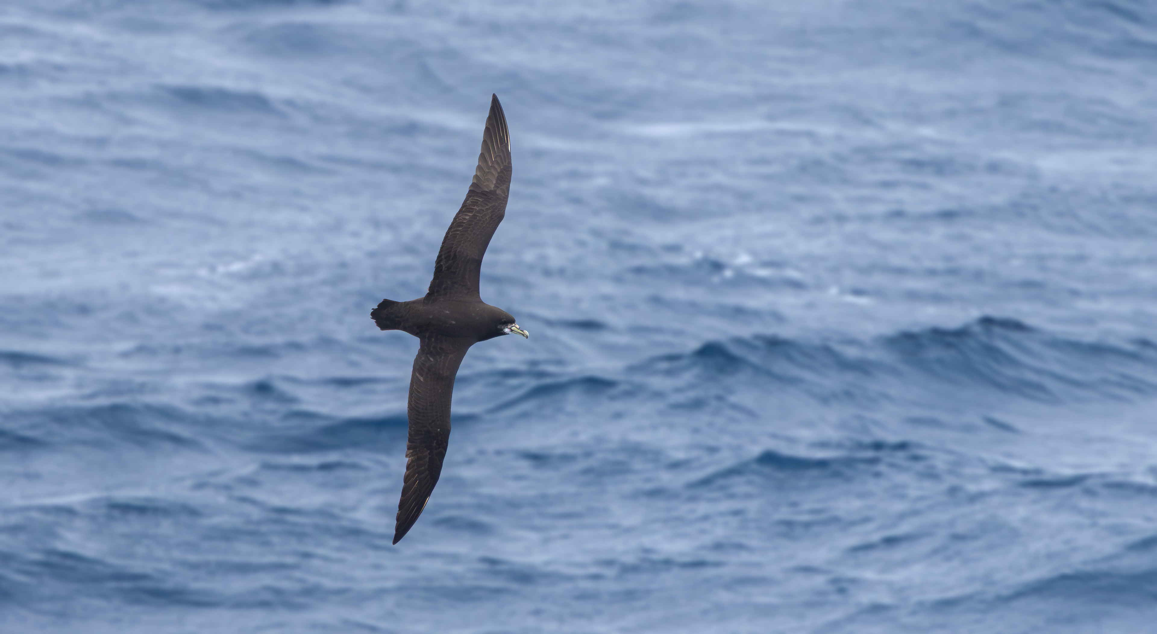 White-chinned Petrel