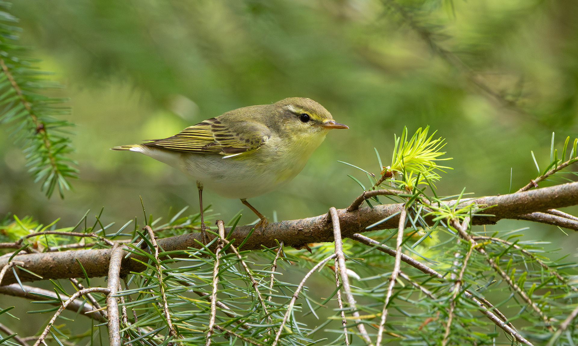 Wood Warbler, Wyre Forest, Worcestershire